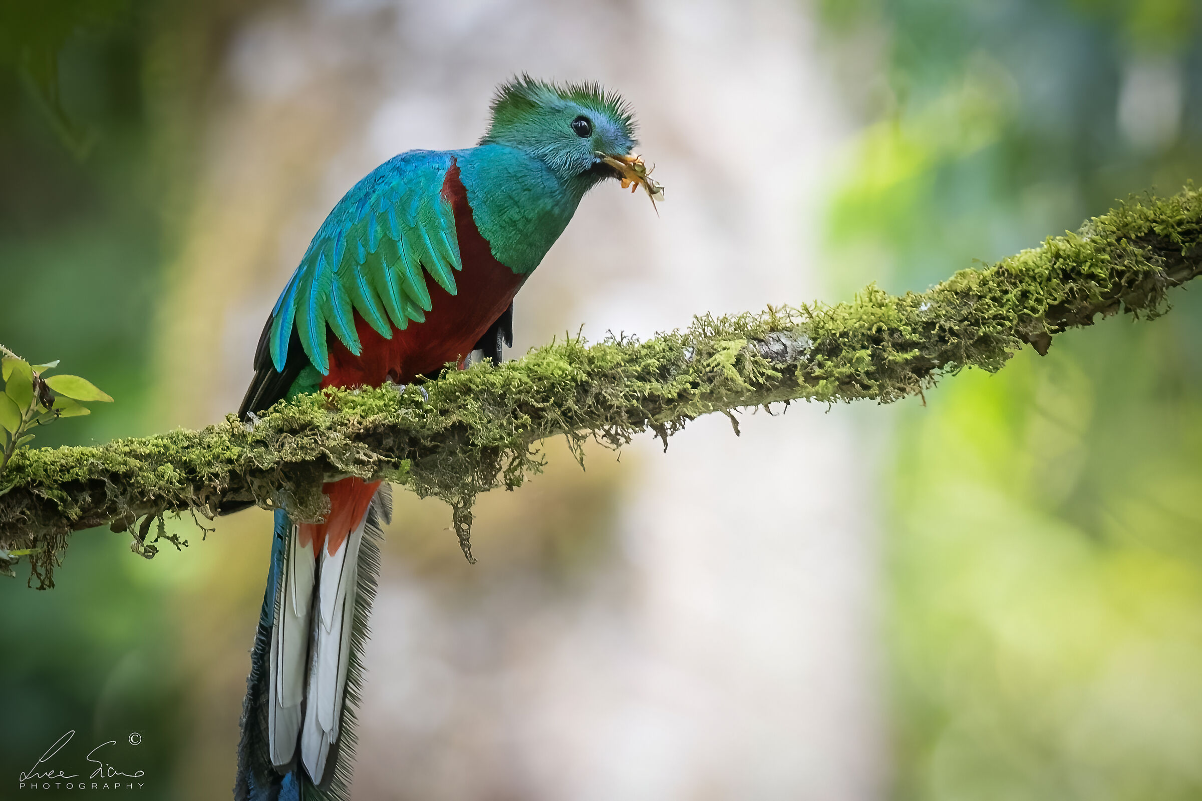 Quetzal