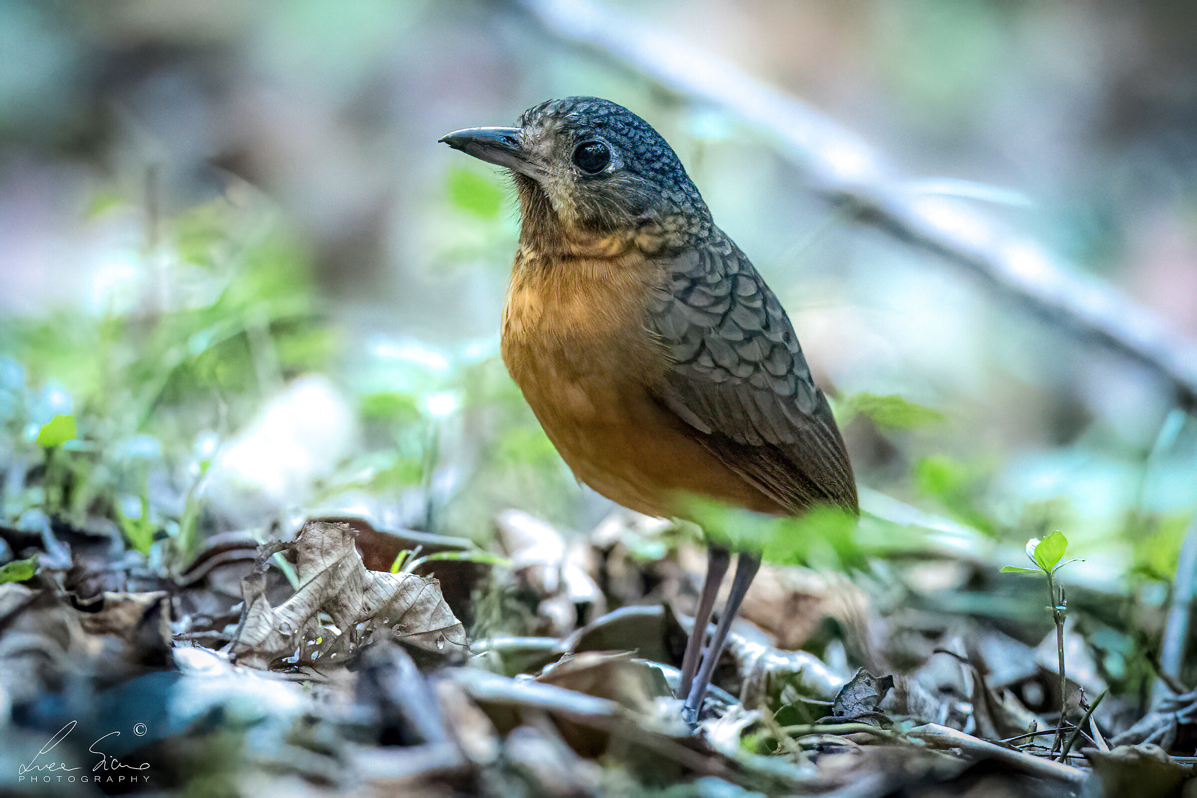Scaled Antpitta