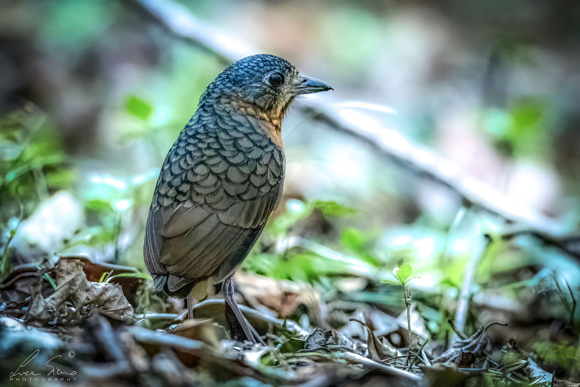 Scaled Antpitta o Grallaria guatimalensis di spalle