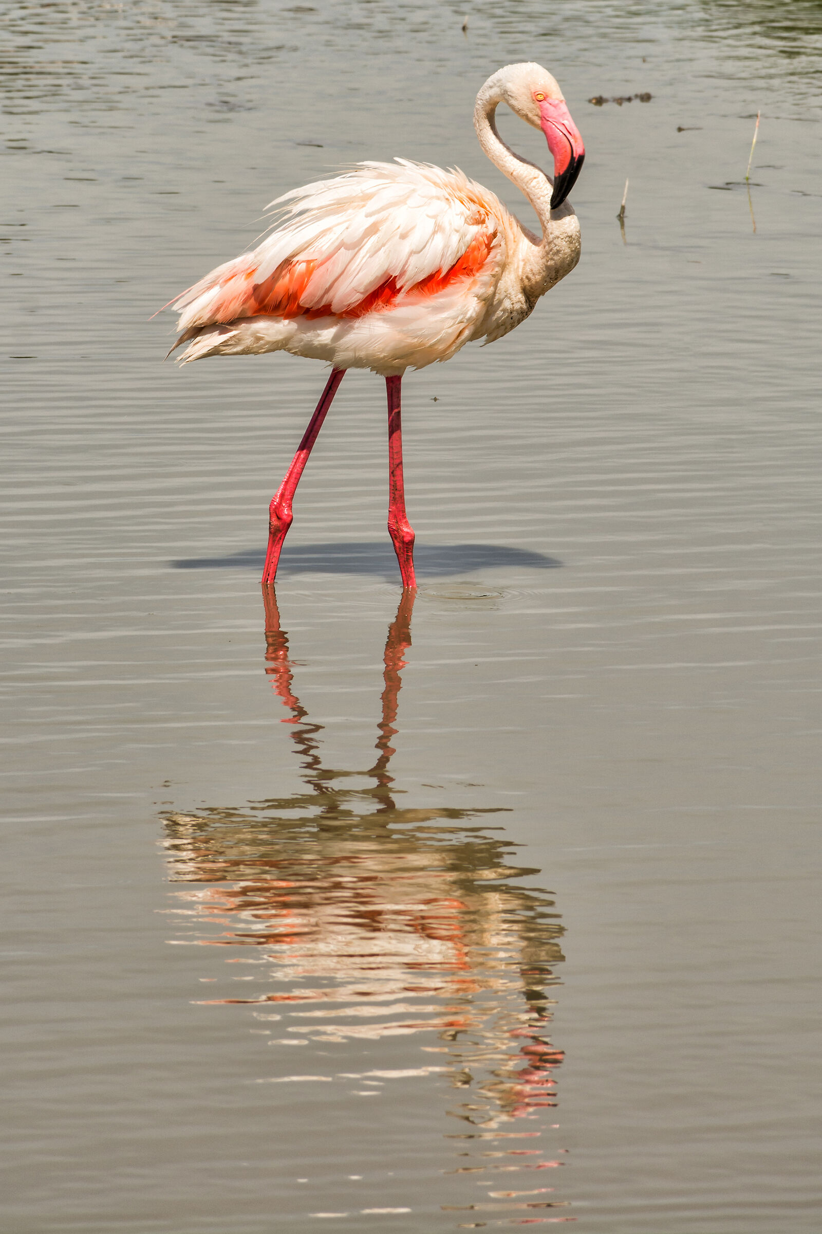 Il fenicottero e il riflesso