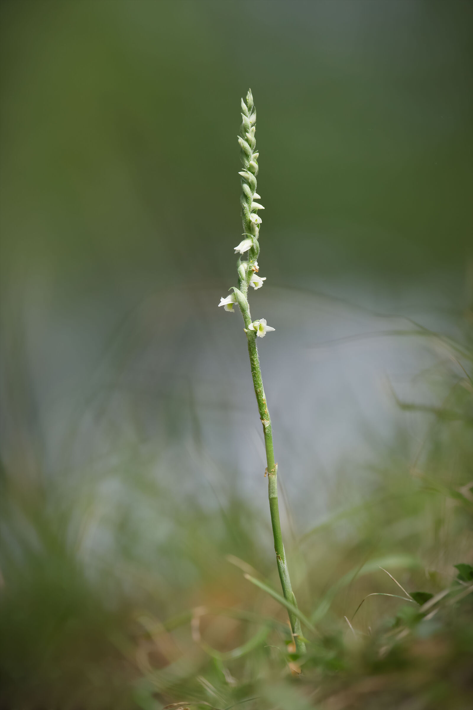 Spiranthes spiralis (Appennino bolognese)