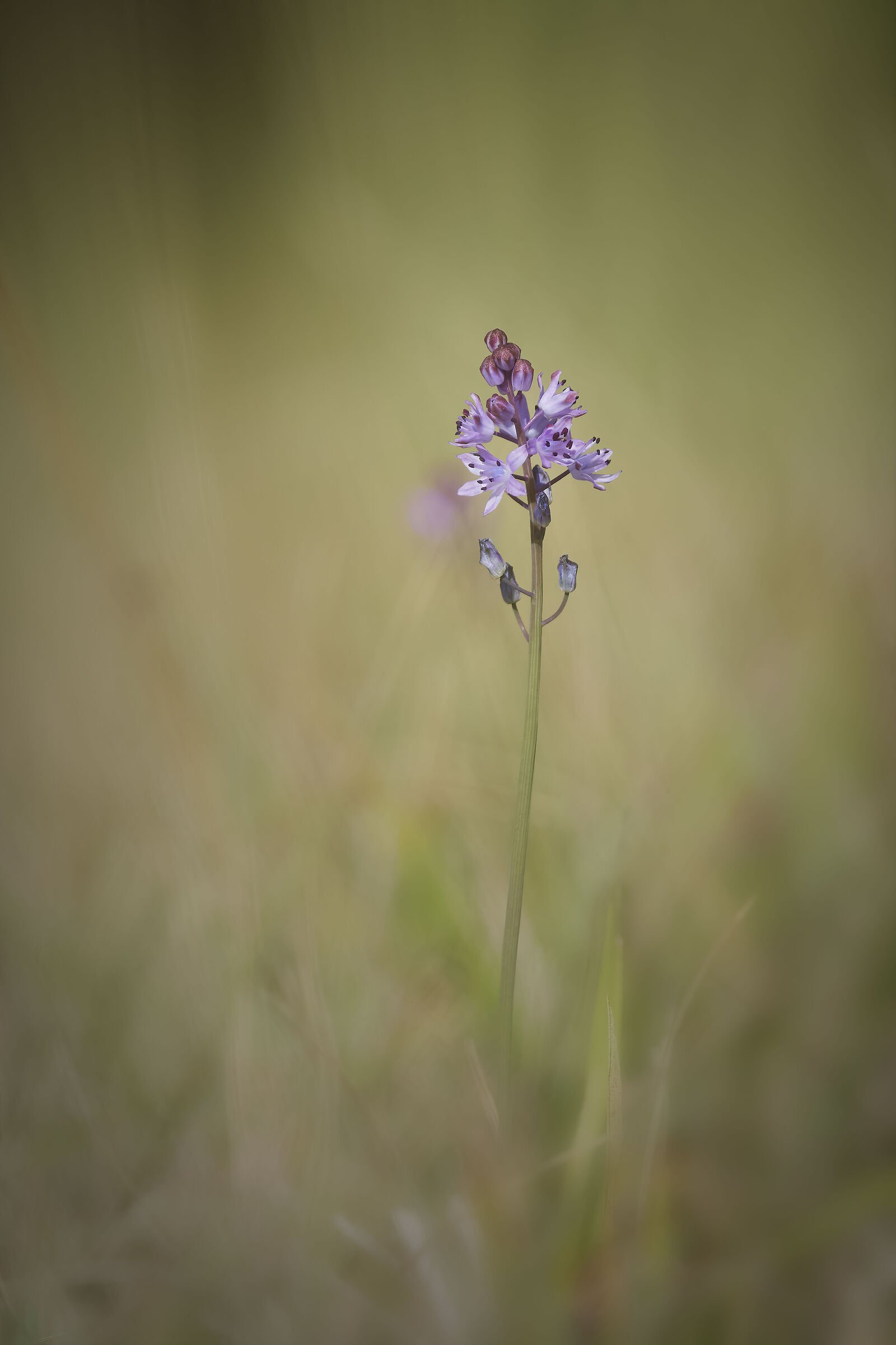 Scilla autunnalis (Prospero autumnale)