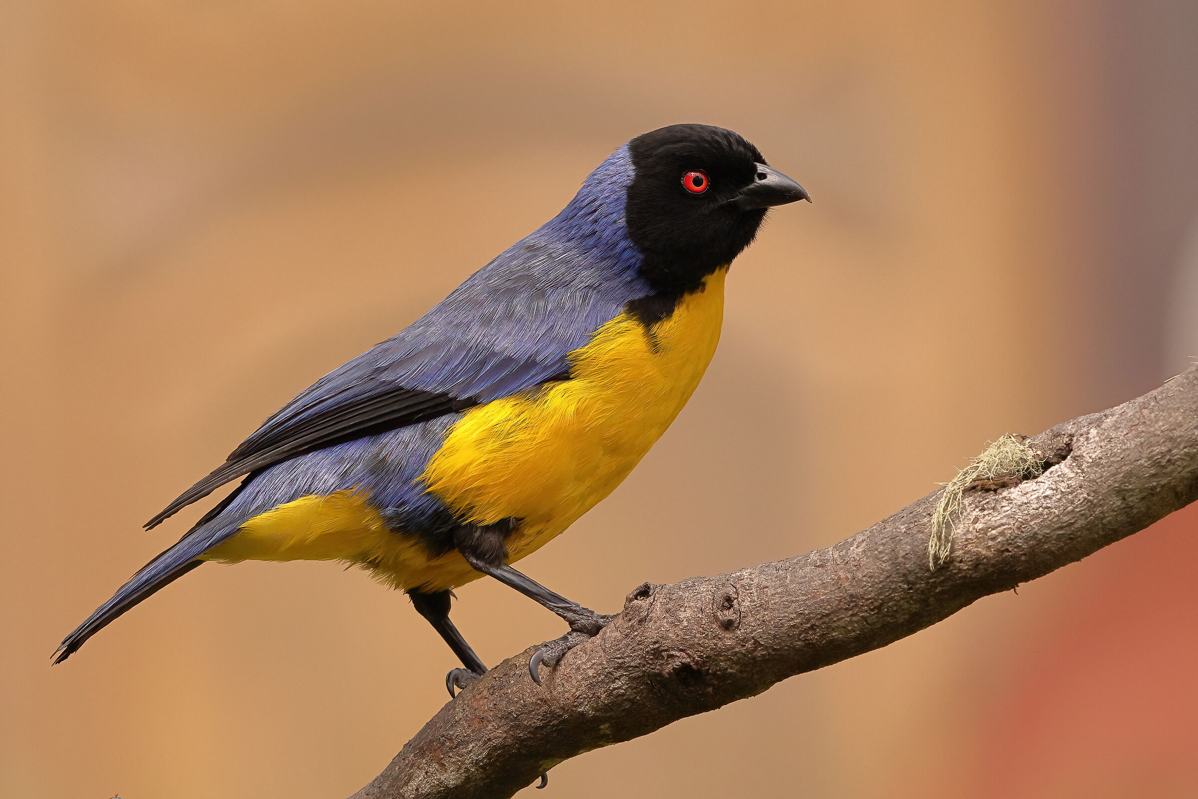 Tangara di monte dal cappuccio