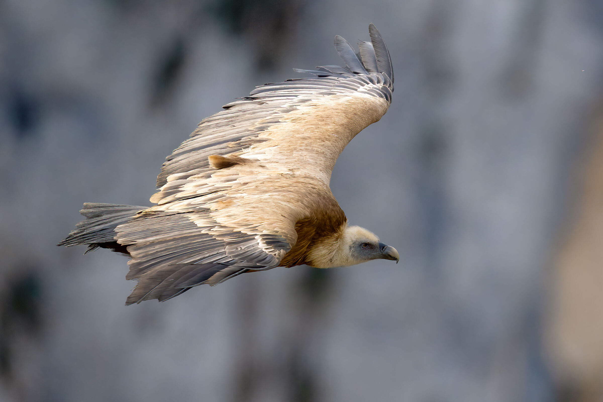 Griffon Vulture - Gorges du Verdon