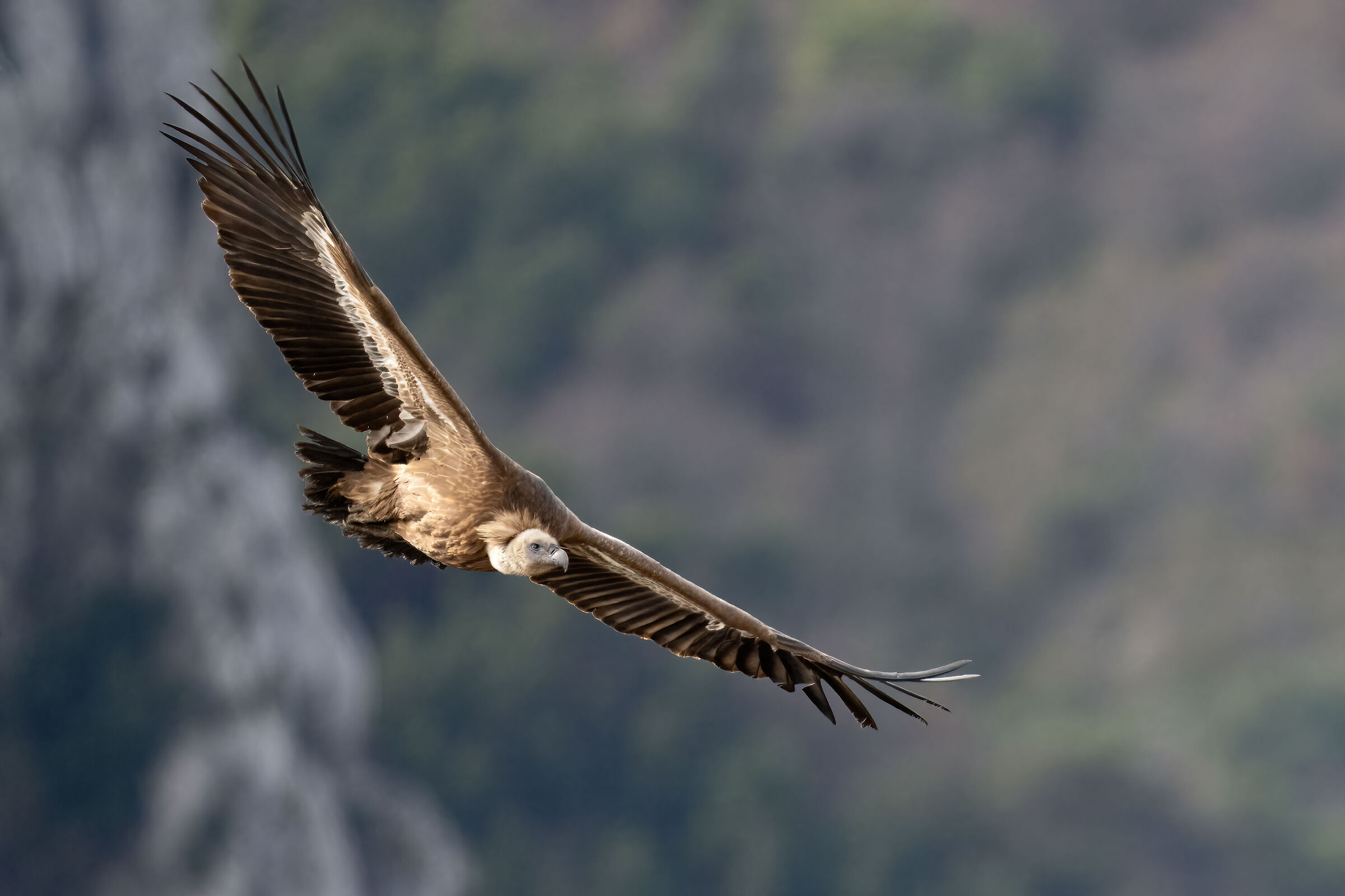 Griffon Vulture - Gorges du Verdon
