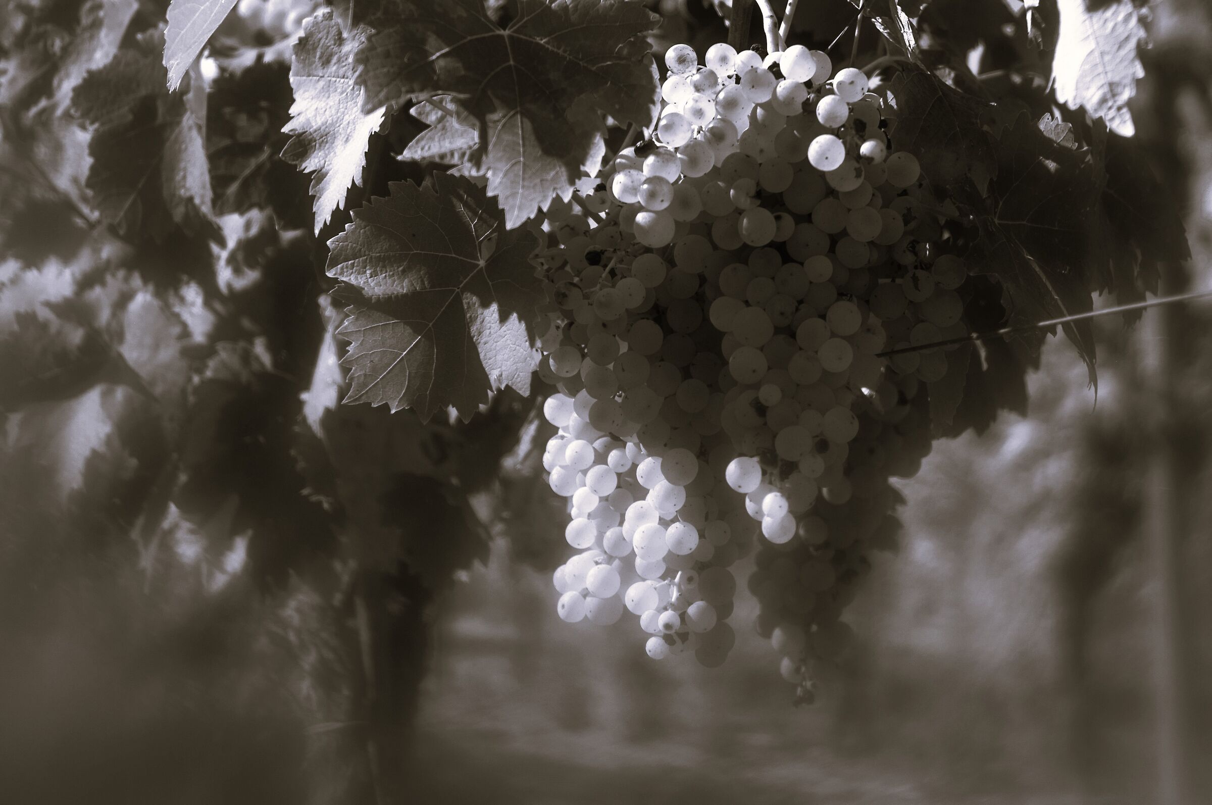 Vineyard in B&W