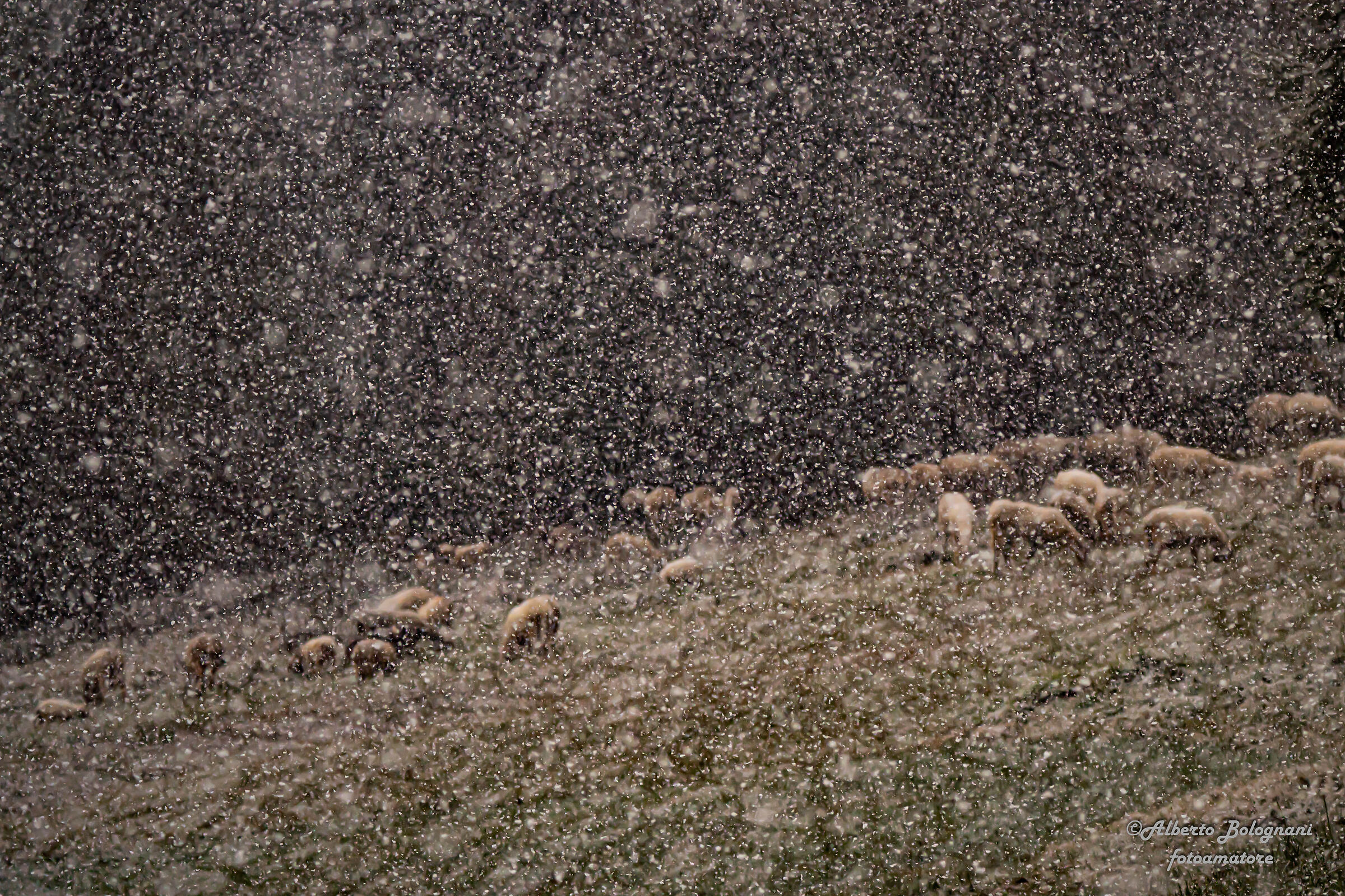 GREGGE.......sotto i fiocchi di neve