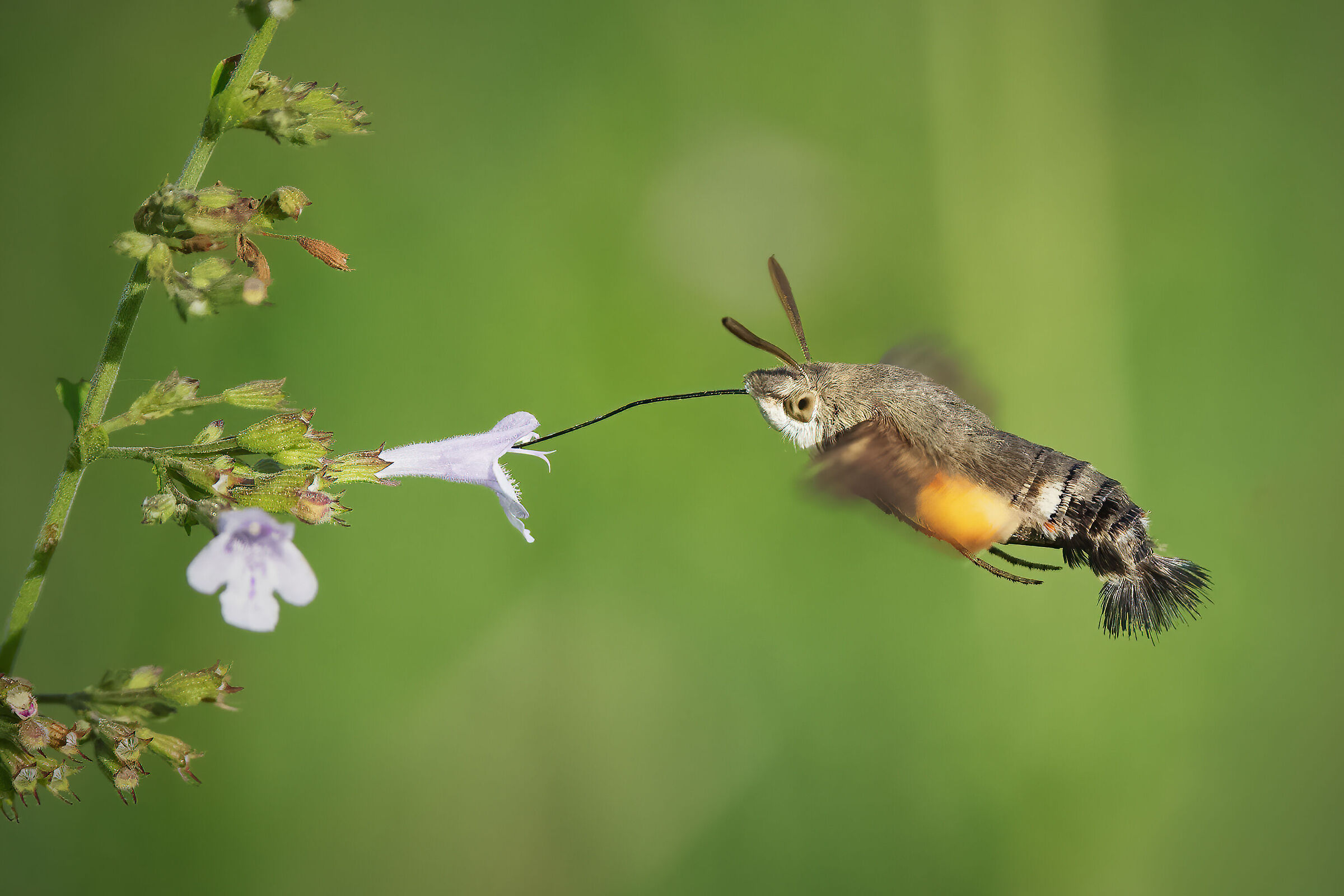 Macroglossum stellatarum e Clinopodium nepeta