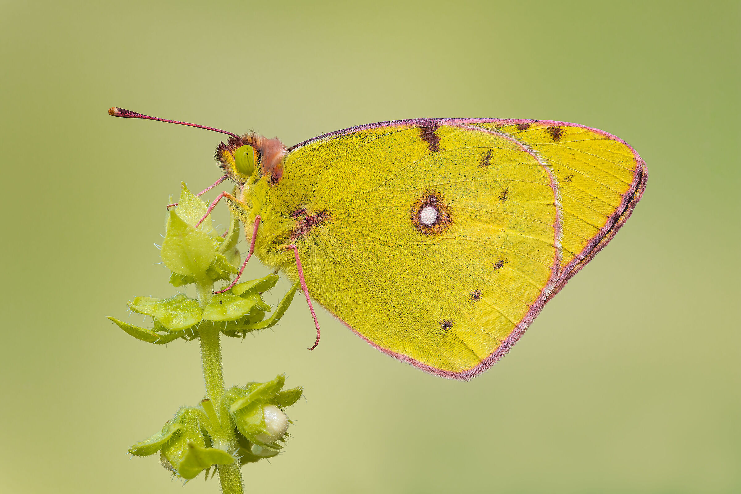 Colias crocea