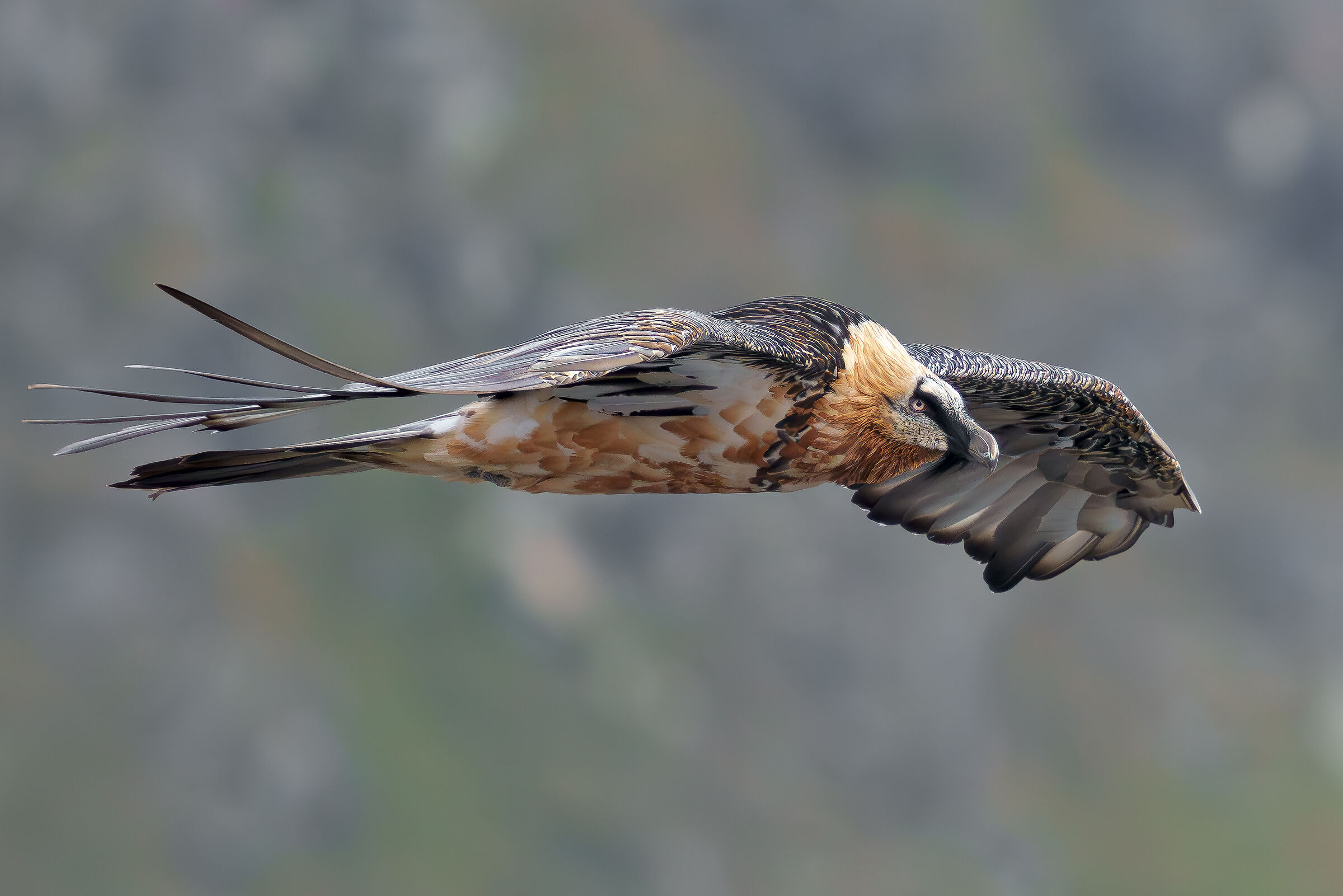 Bearded vulture Stelvio Pass