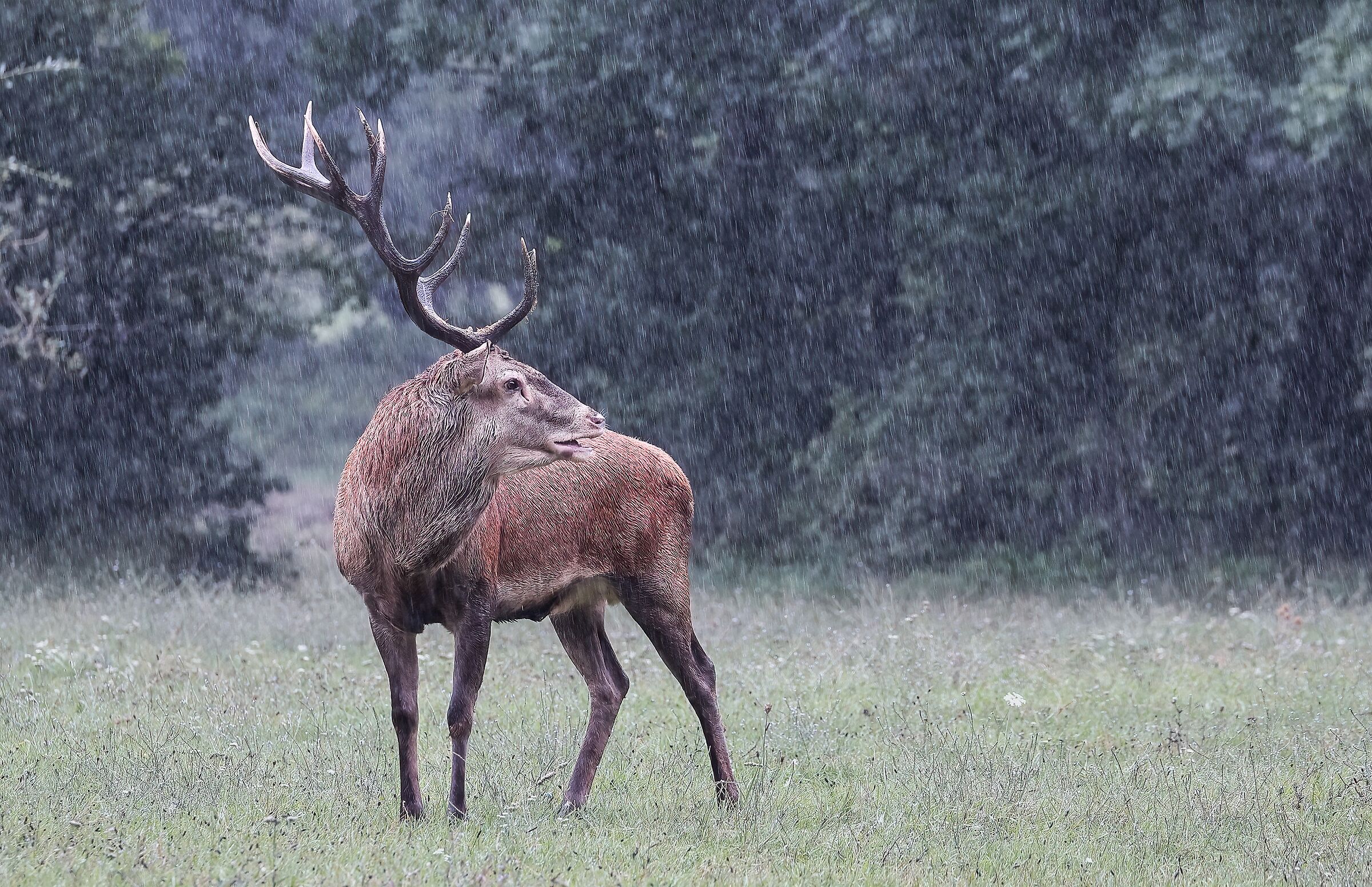 Piove g...... ladro