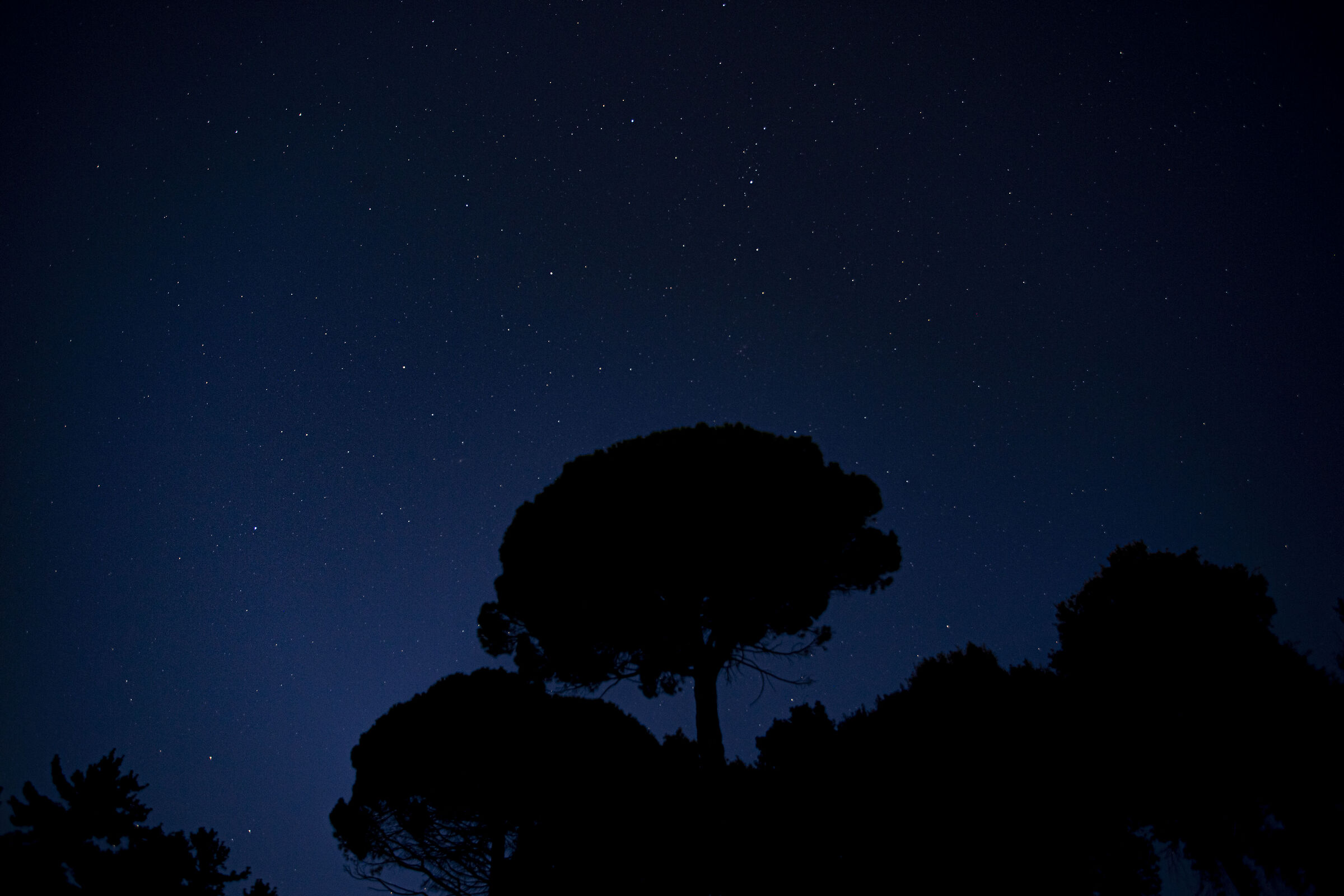 Due alberi di notte