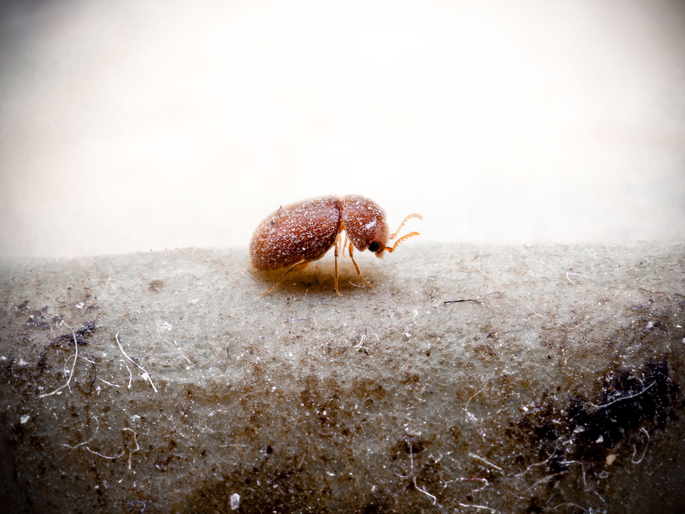 Scavenger