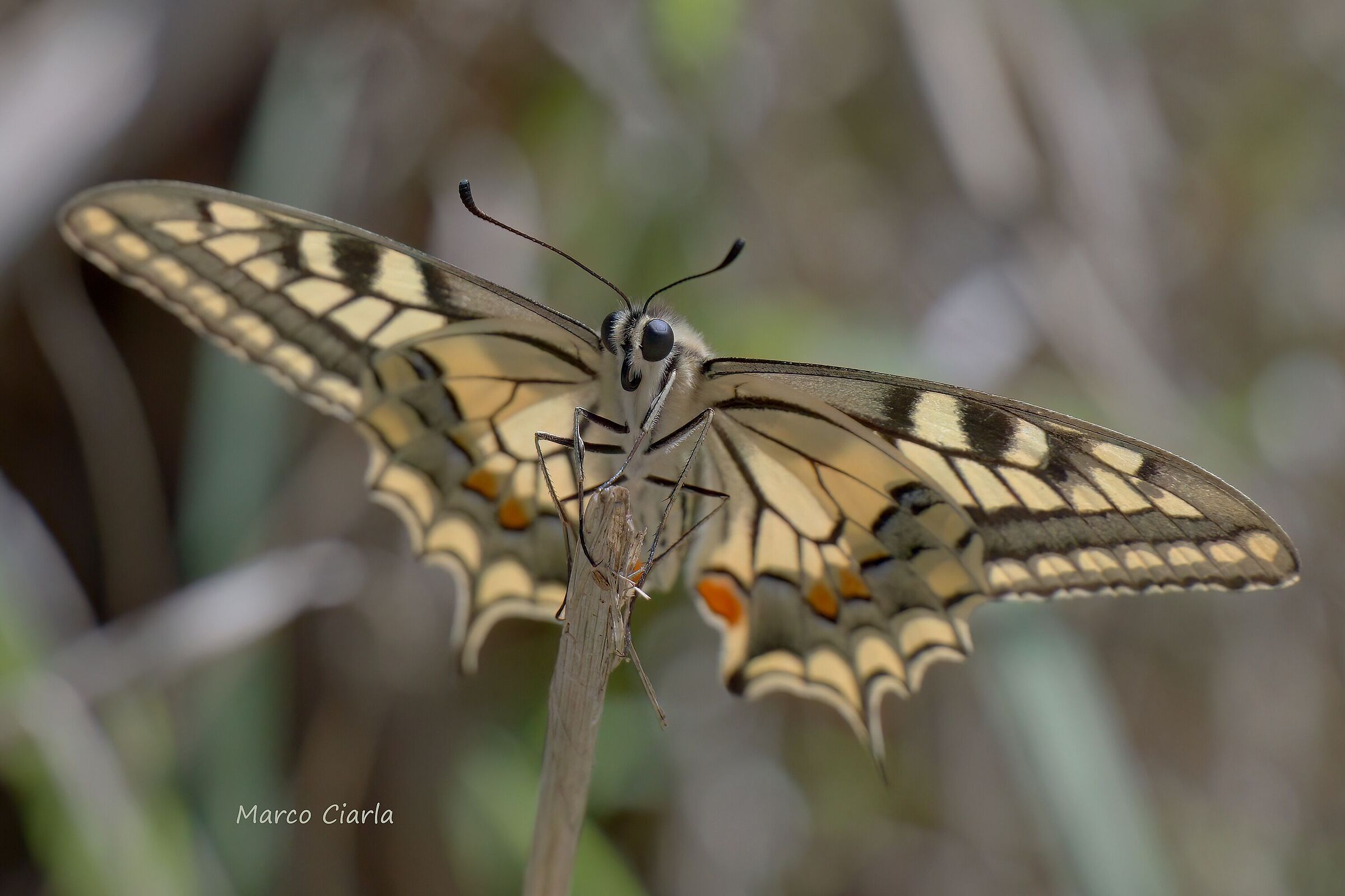 Macaon (Papilio machaon )