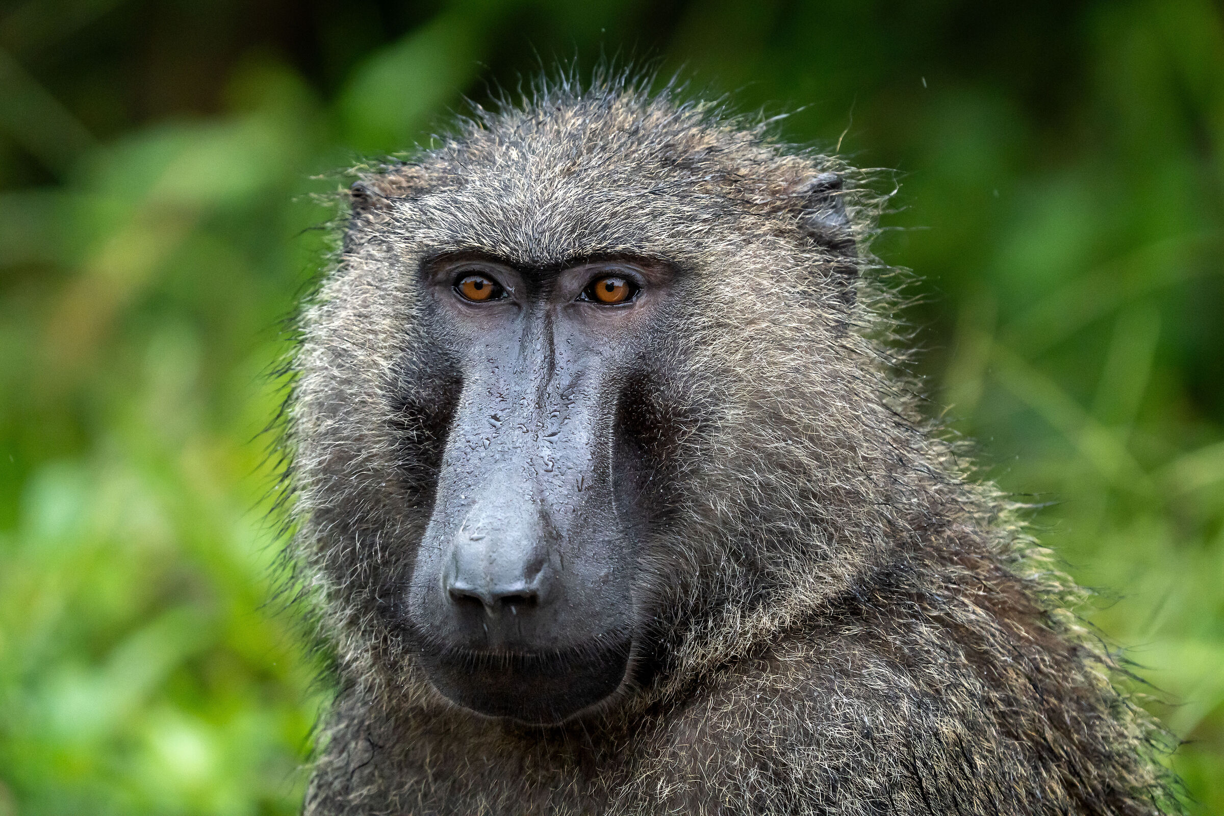 Papio anubis (babbuino verde)