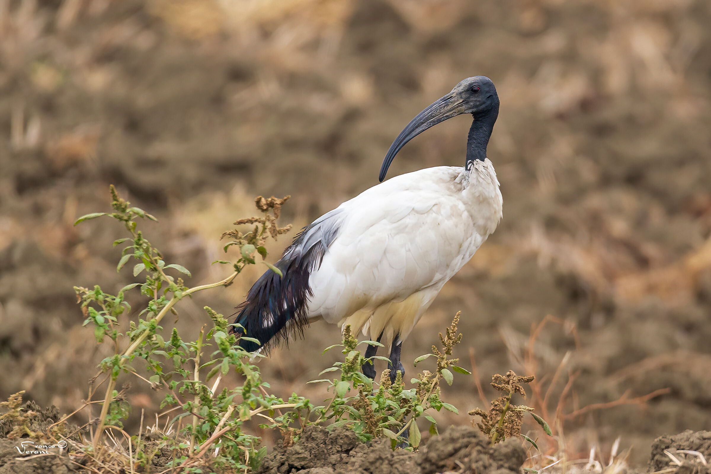 L'ibis sacro (Threskiornis aethiopicus)