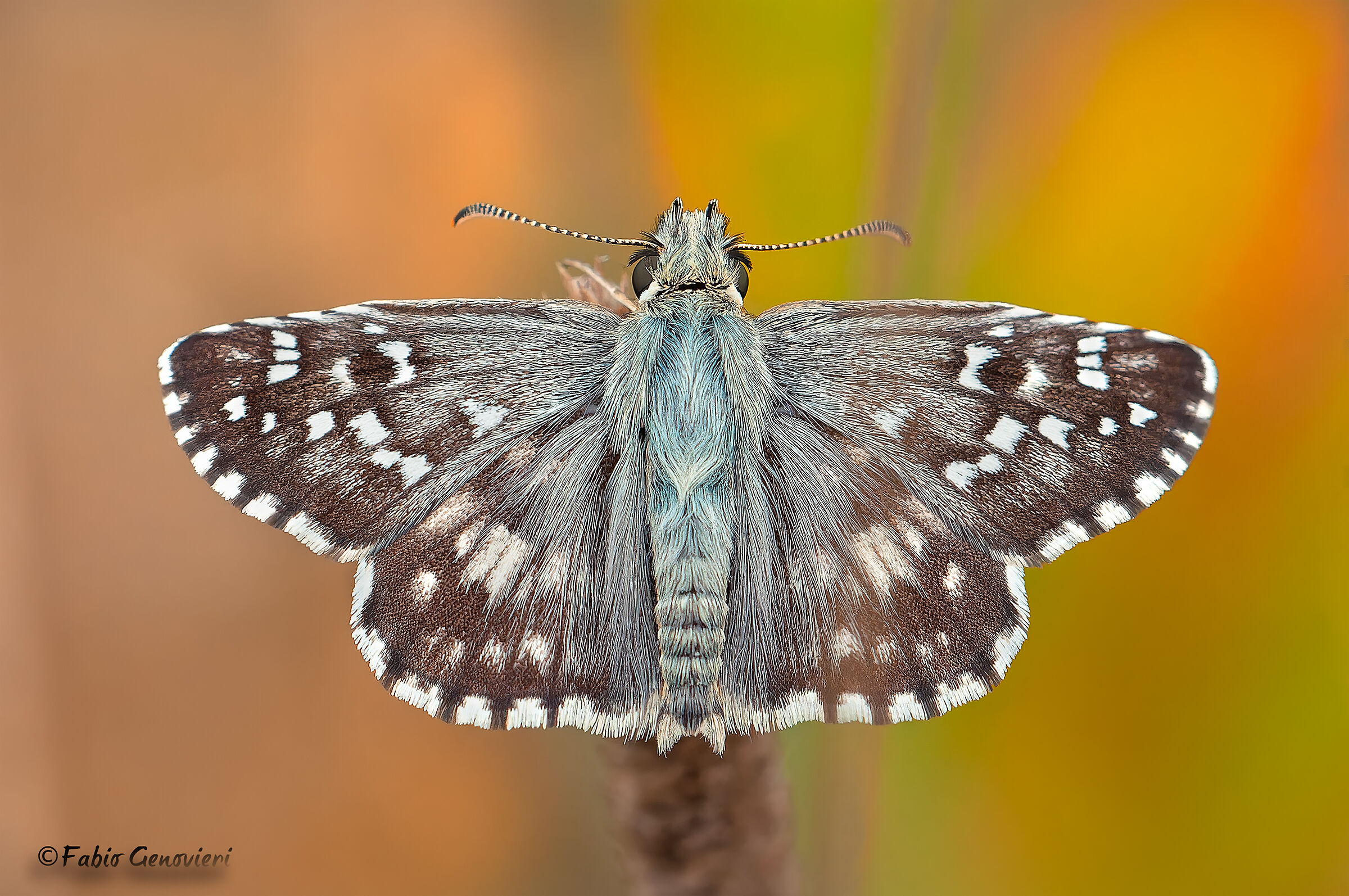Pyrgus Carthami