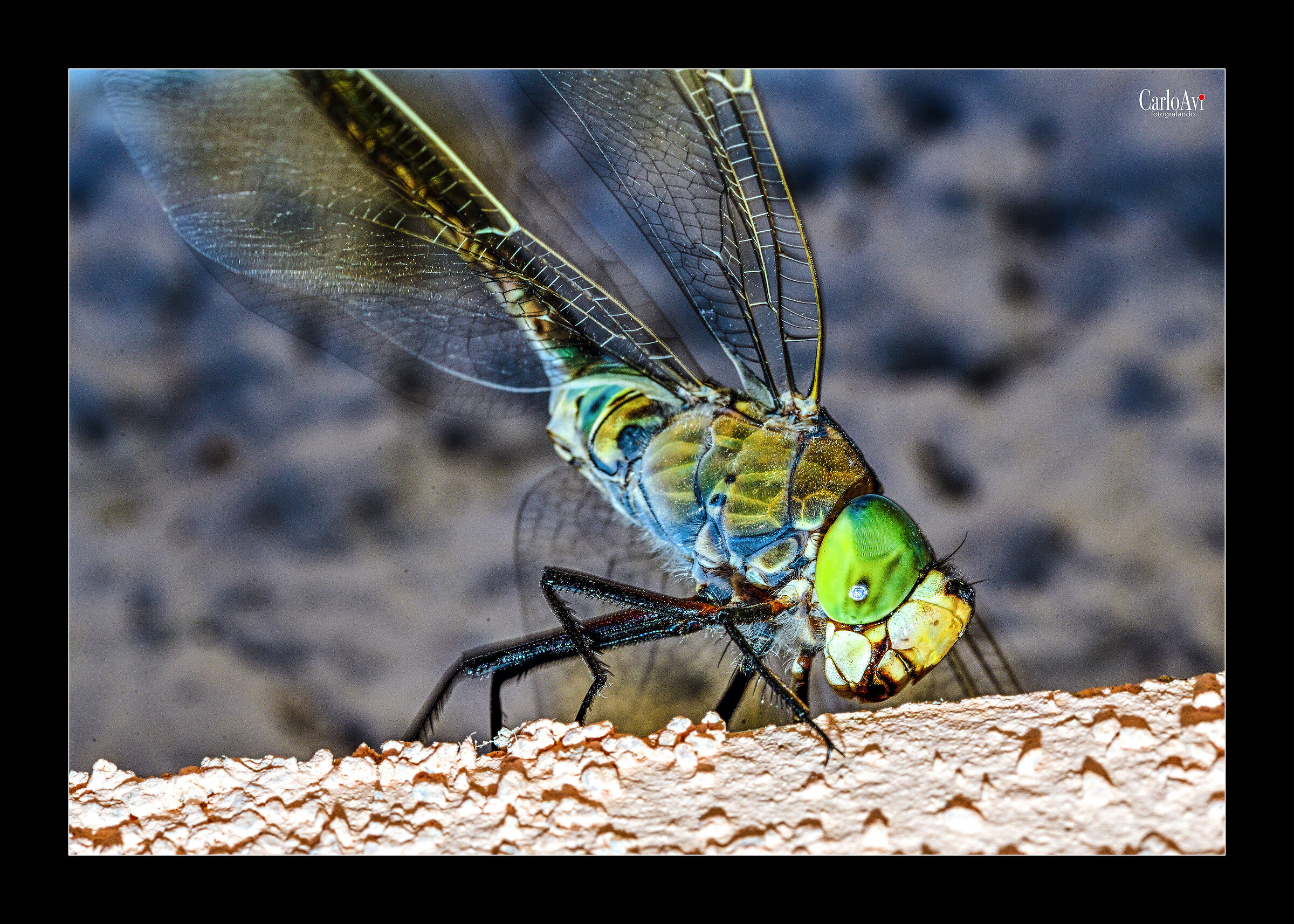 Dragonfly