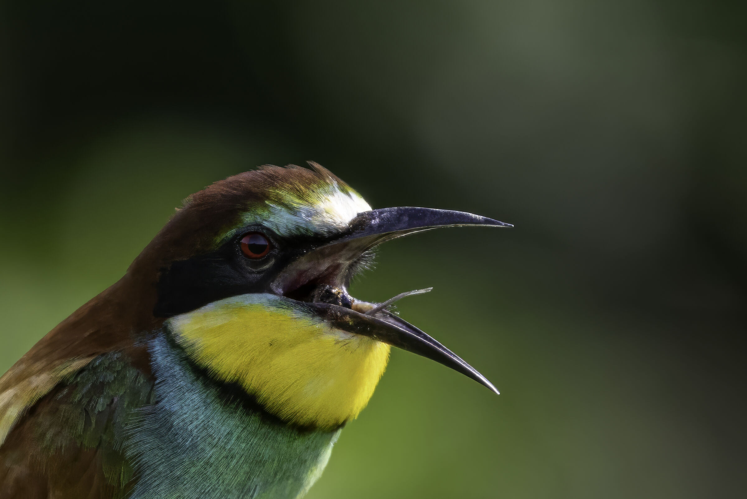 Bee-eater