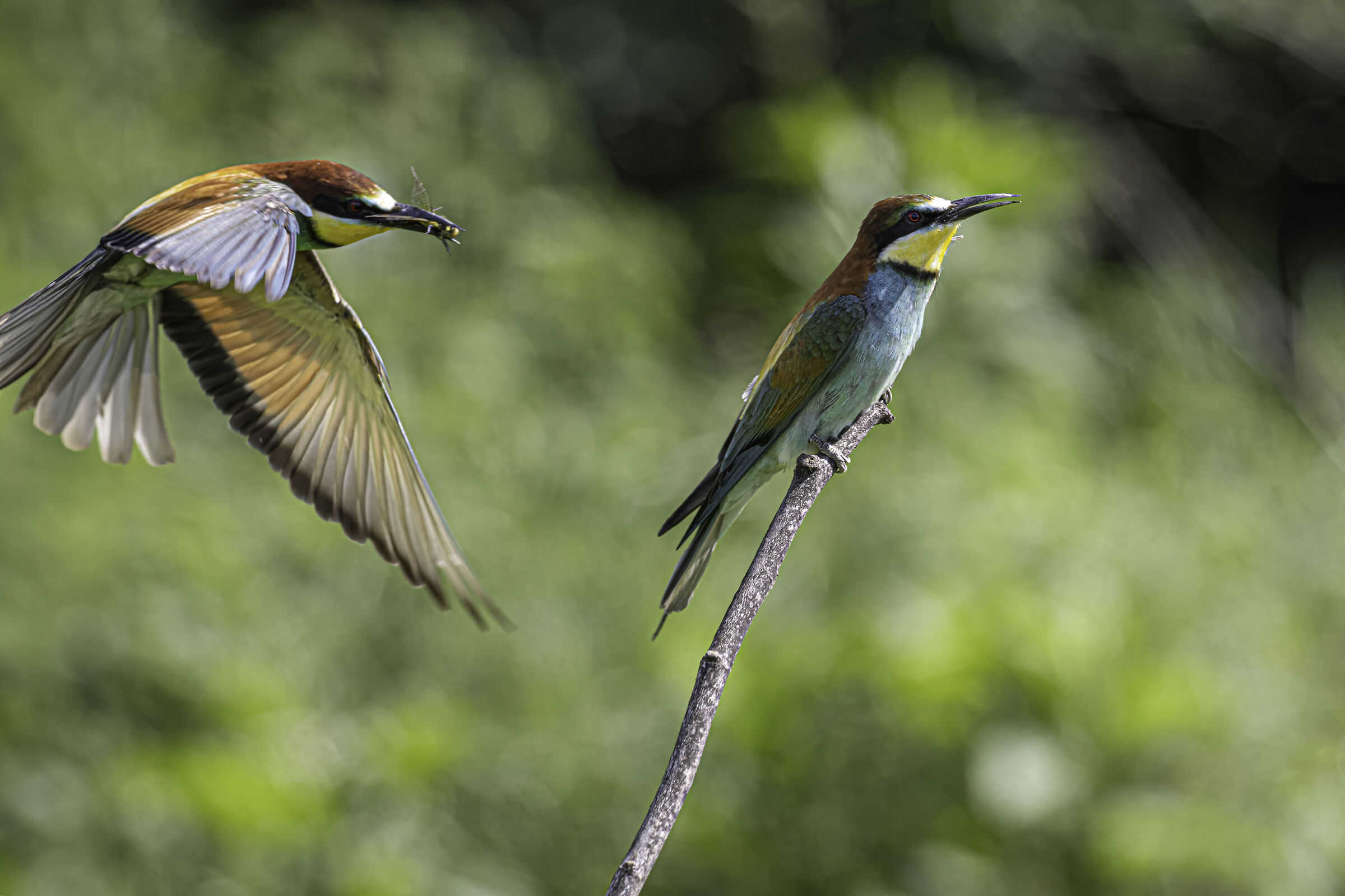 Bee-eaters