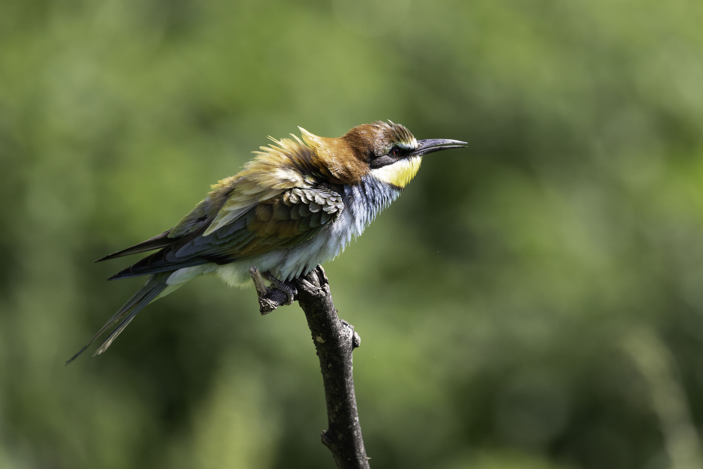 Bee-eater