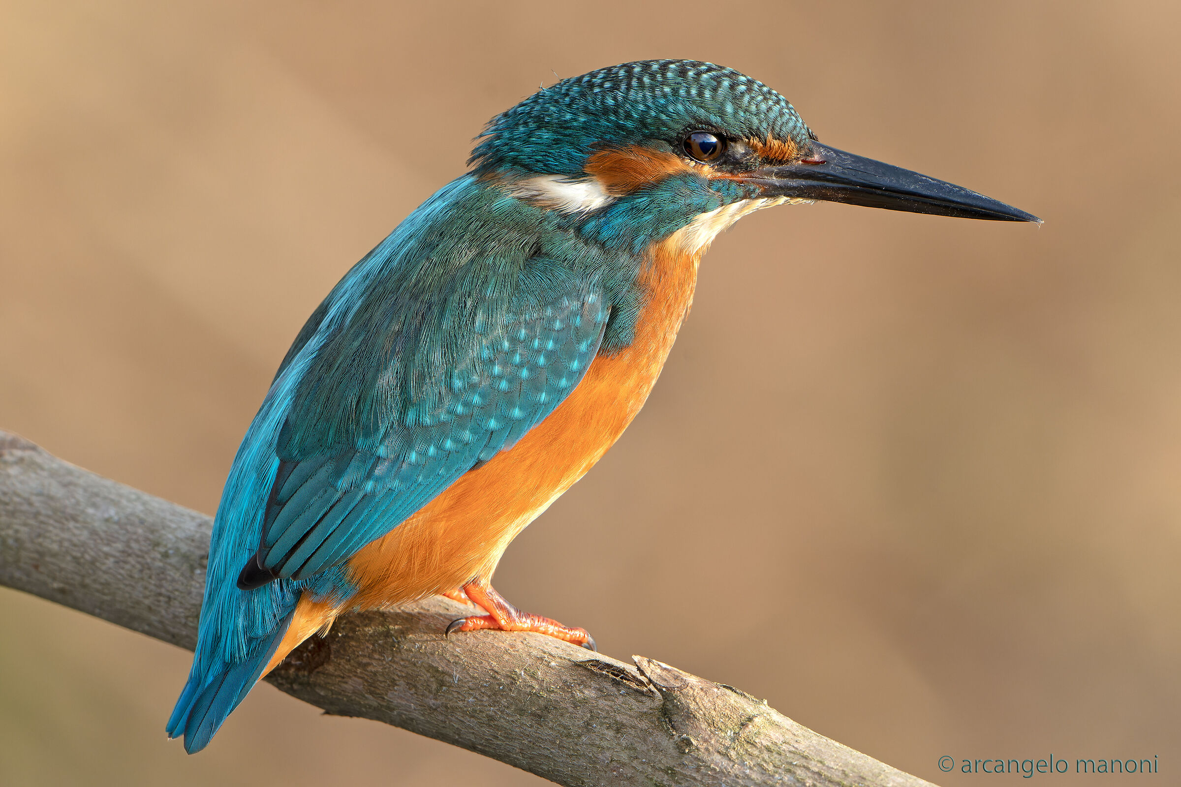 Kingfisher