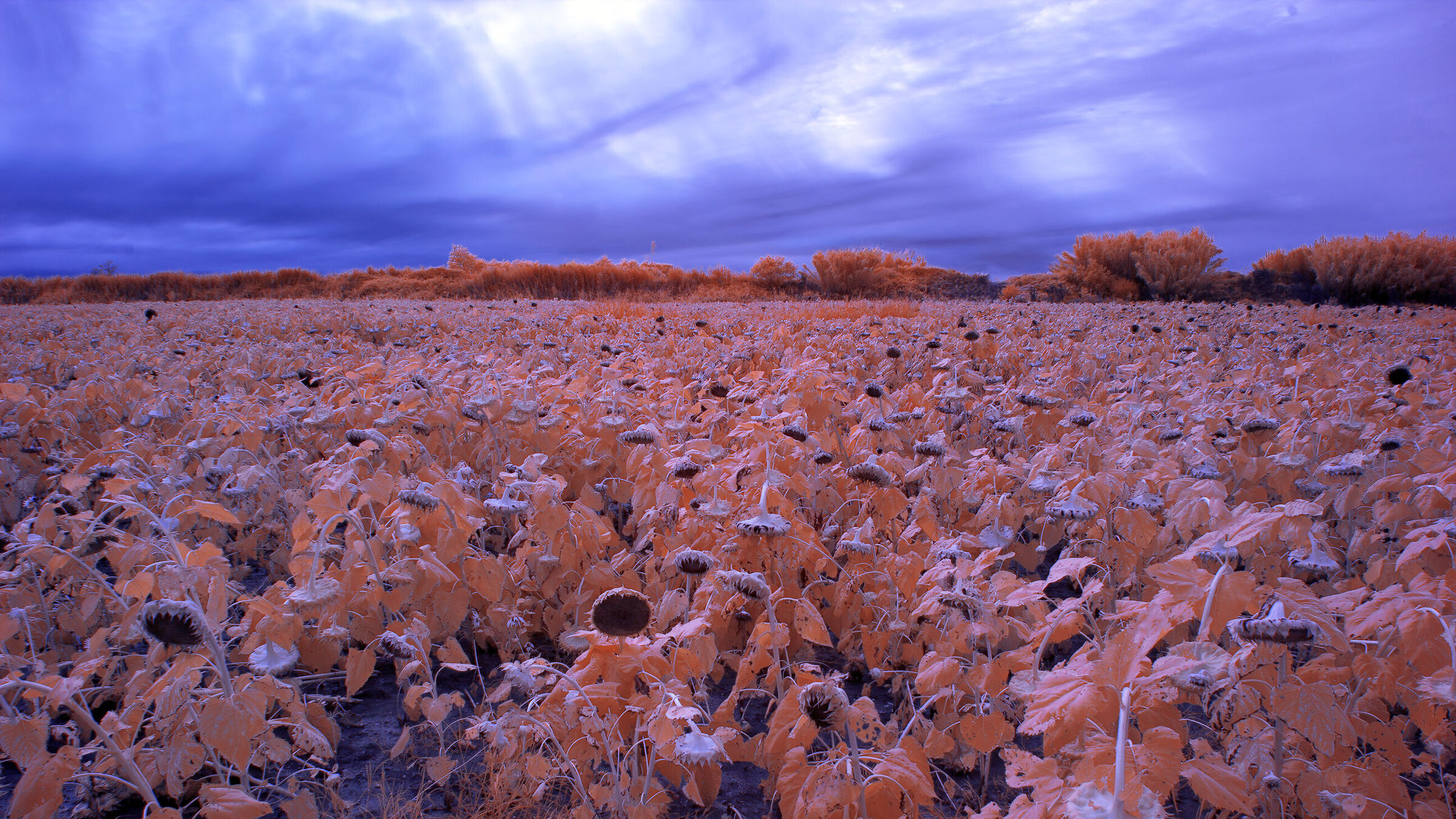 field of sunflowers