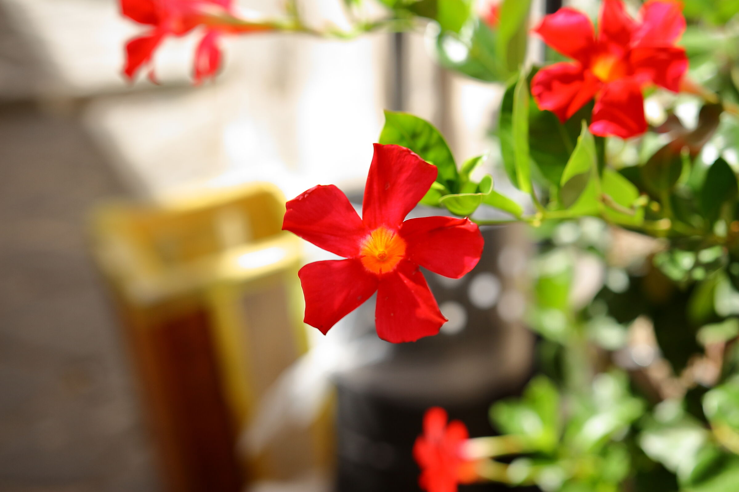 Flower