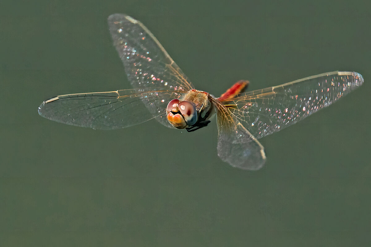Sympetrum fonscolombii
