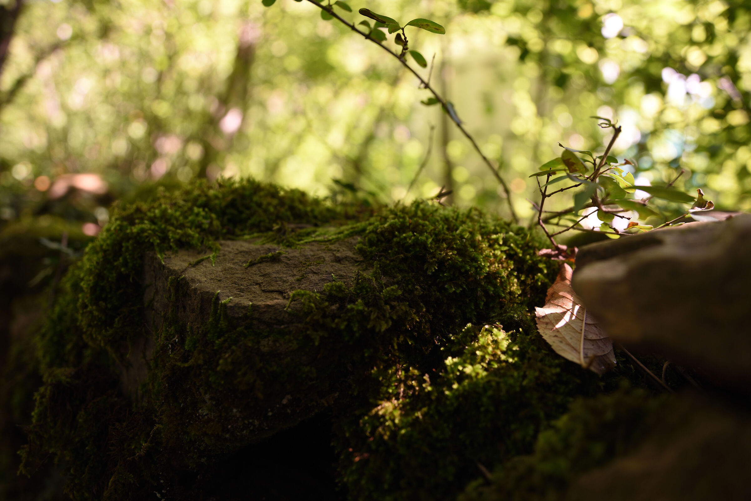 natura in primo piano