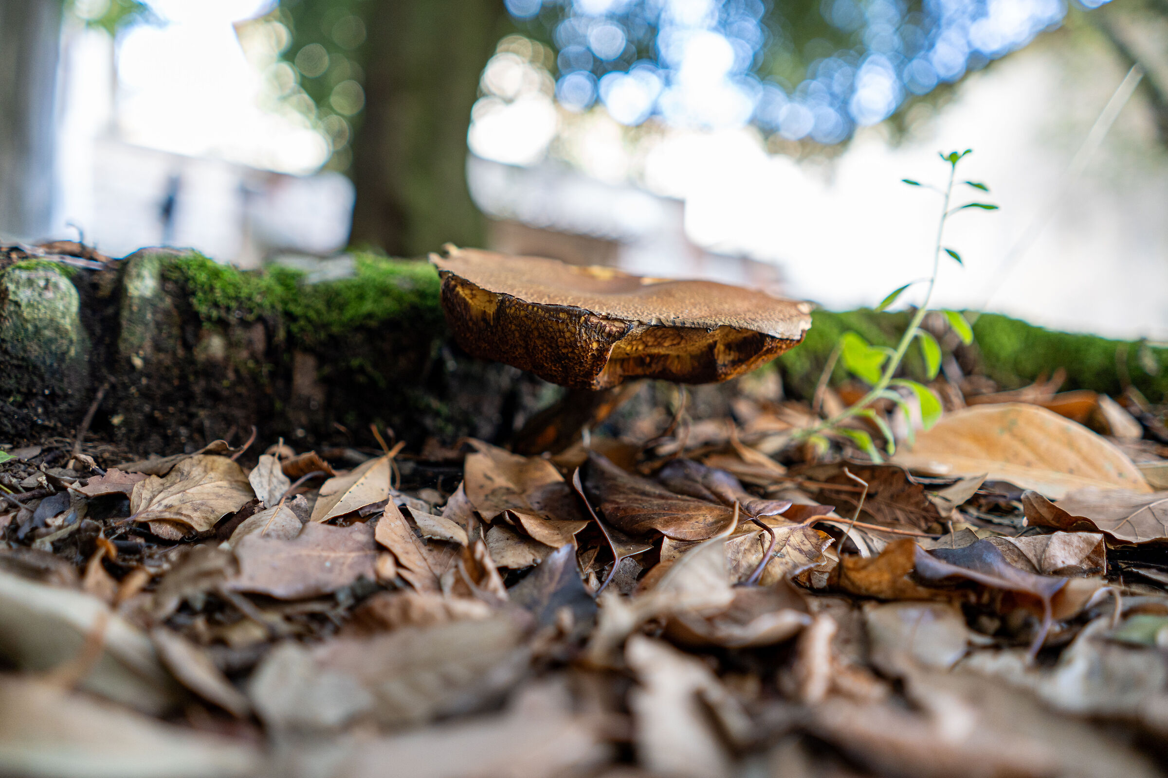 fungi