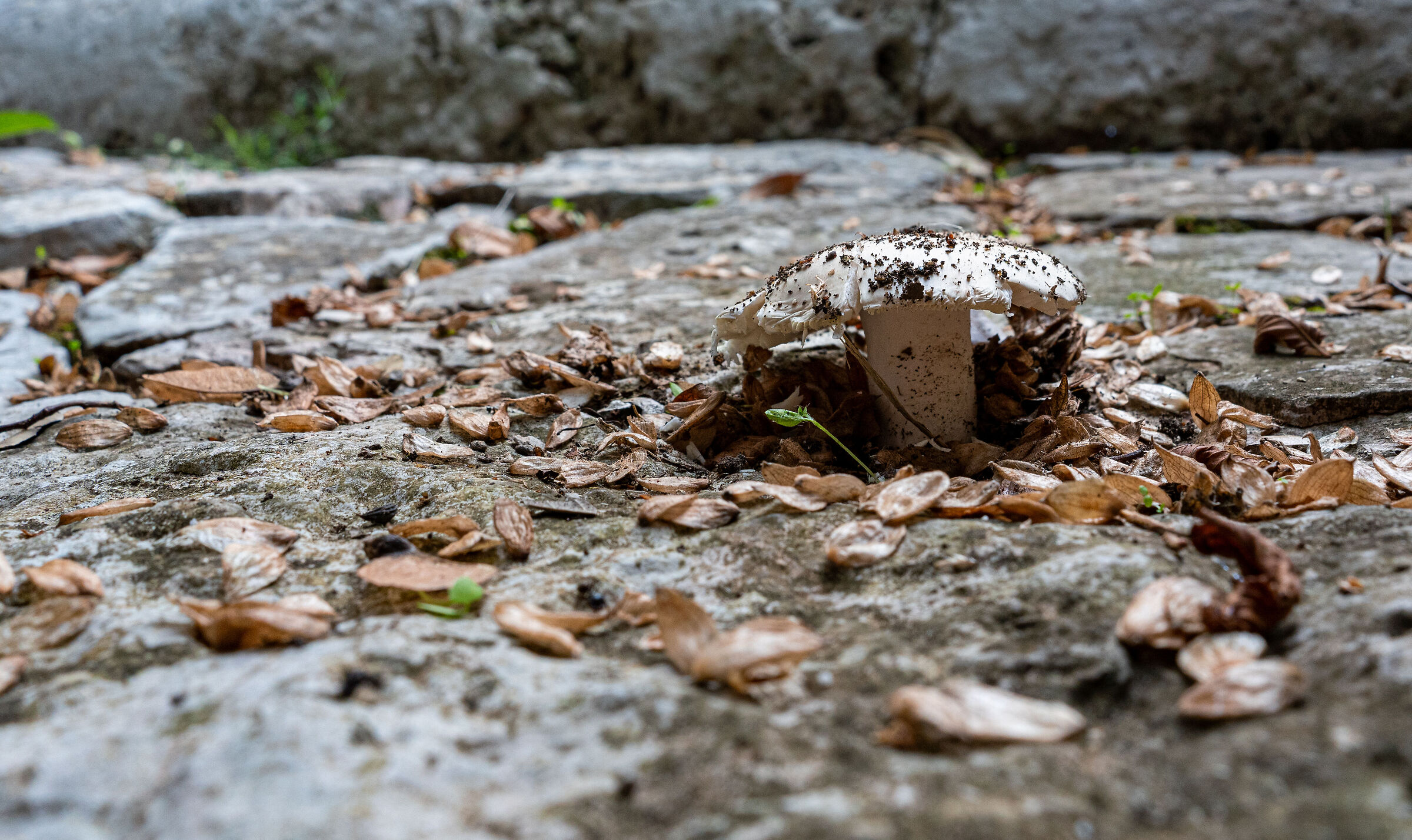 fungi
