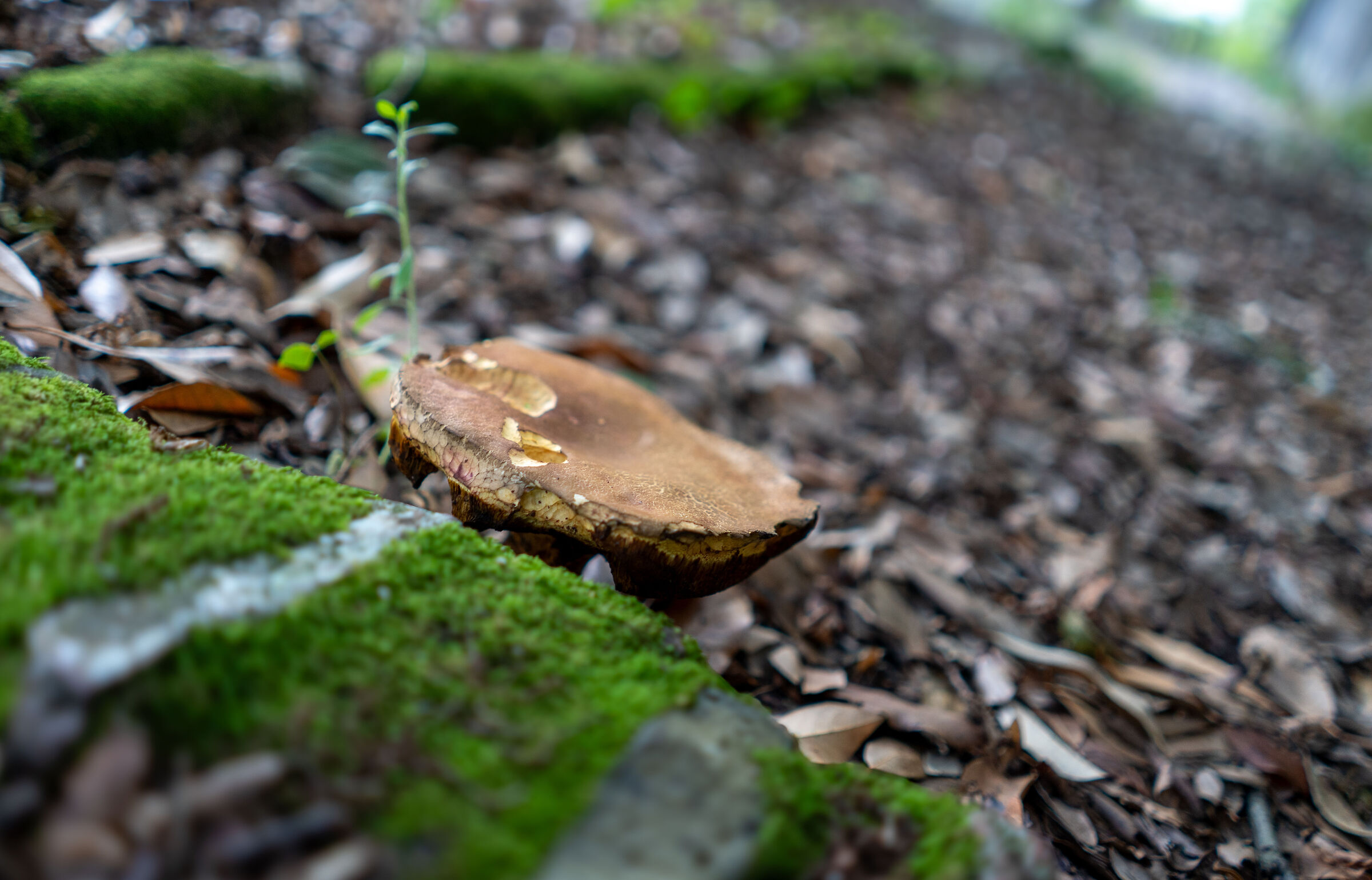 fungi