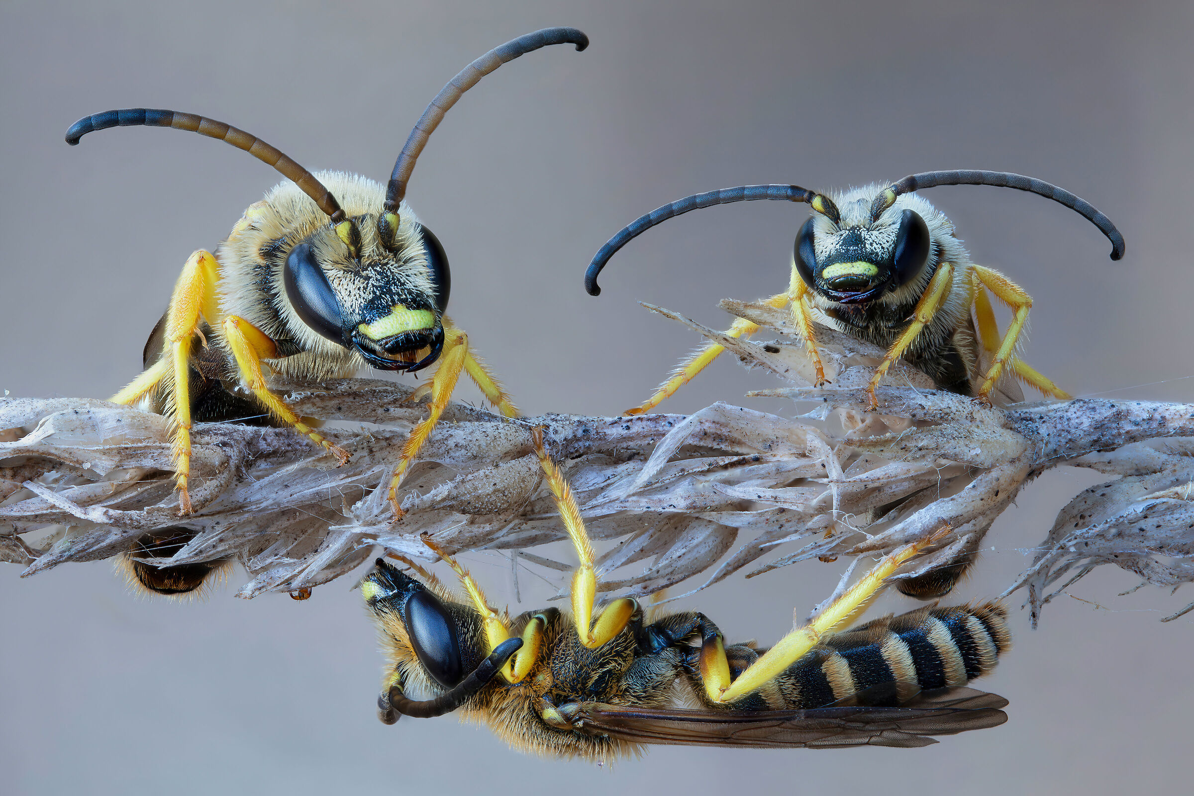 Apidae Halictinae sp.