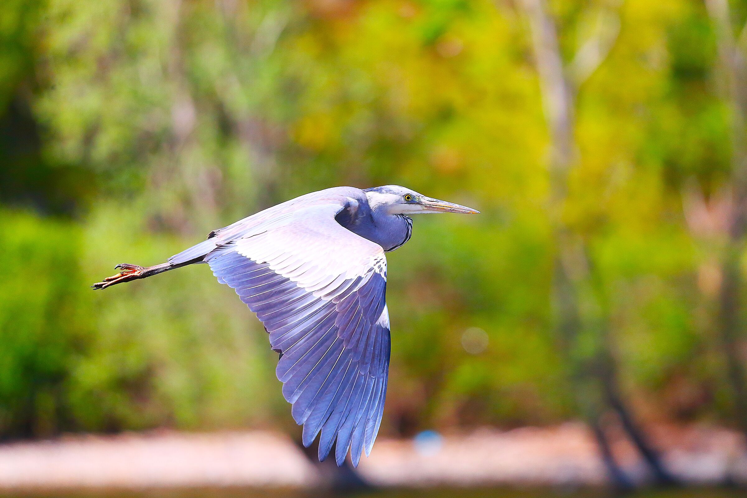 Cenerino 12 aprile 2024 - 8289