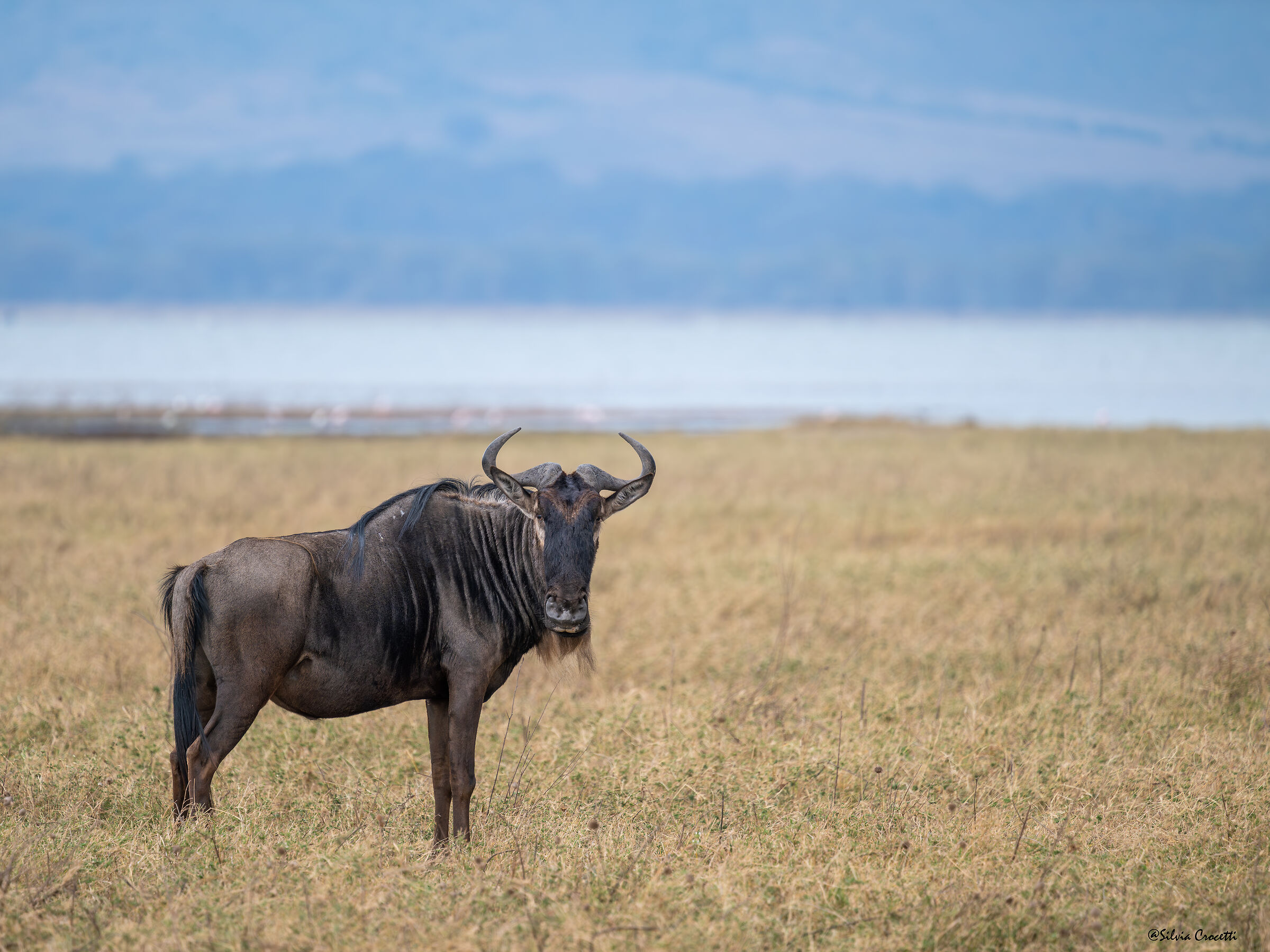 Gnu