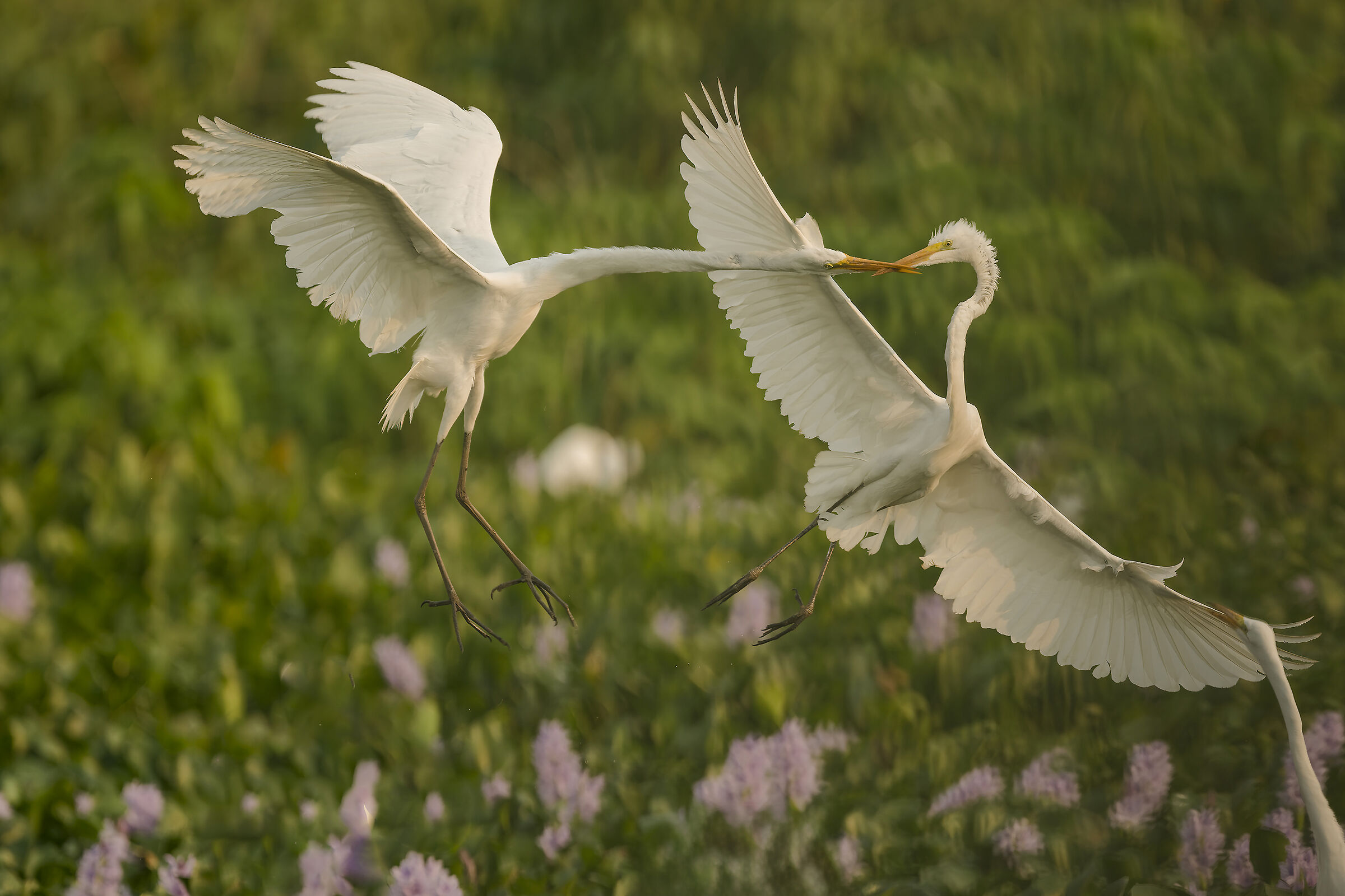 IL canto dell'acqua e dei fiori...con il terzo incomodo