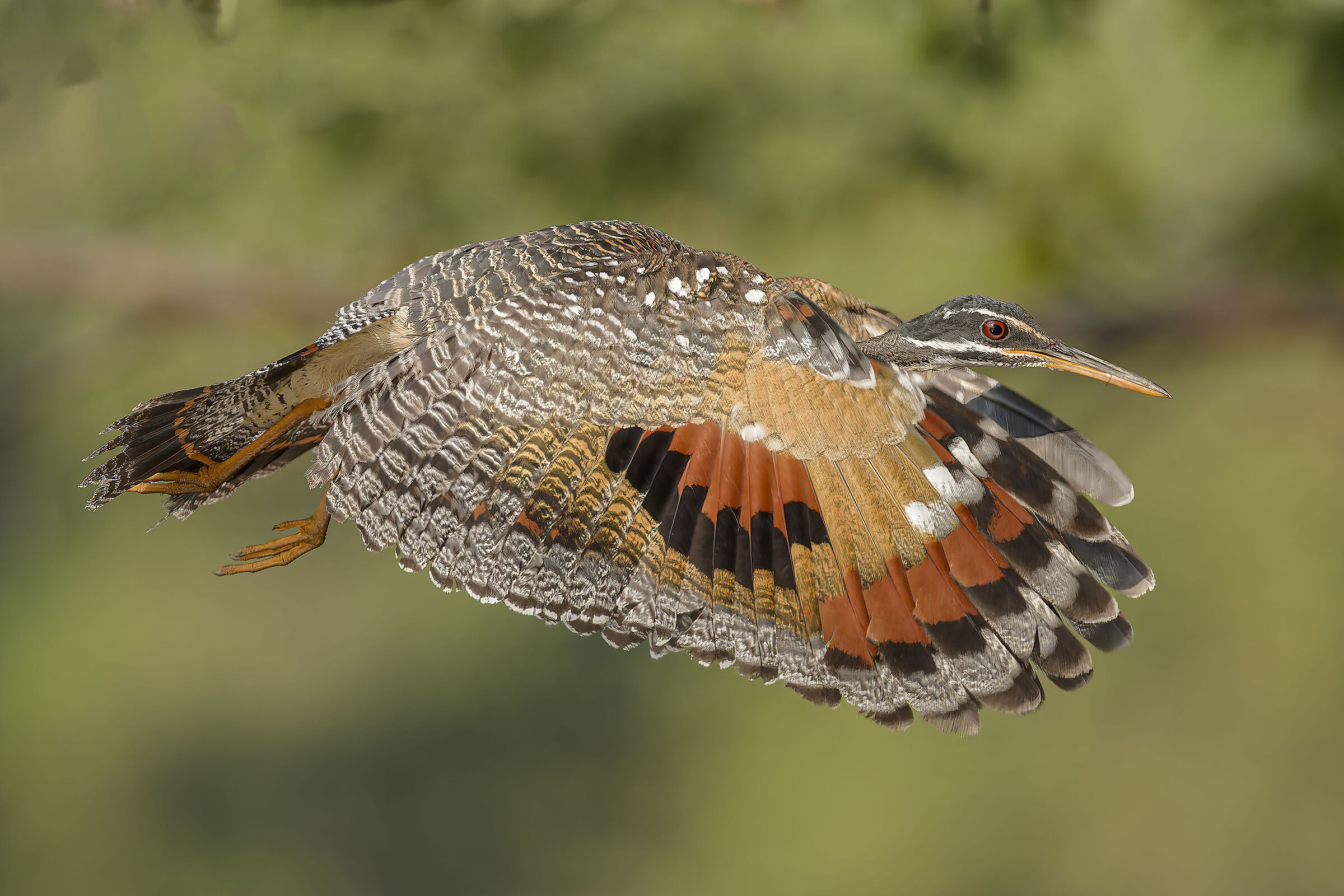 matogrosso ..airone del sole