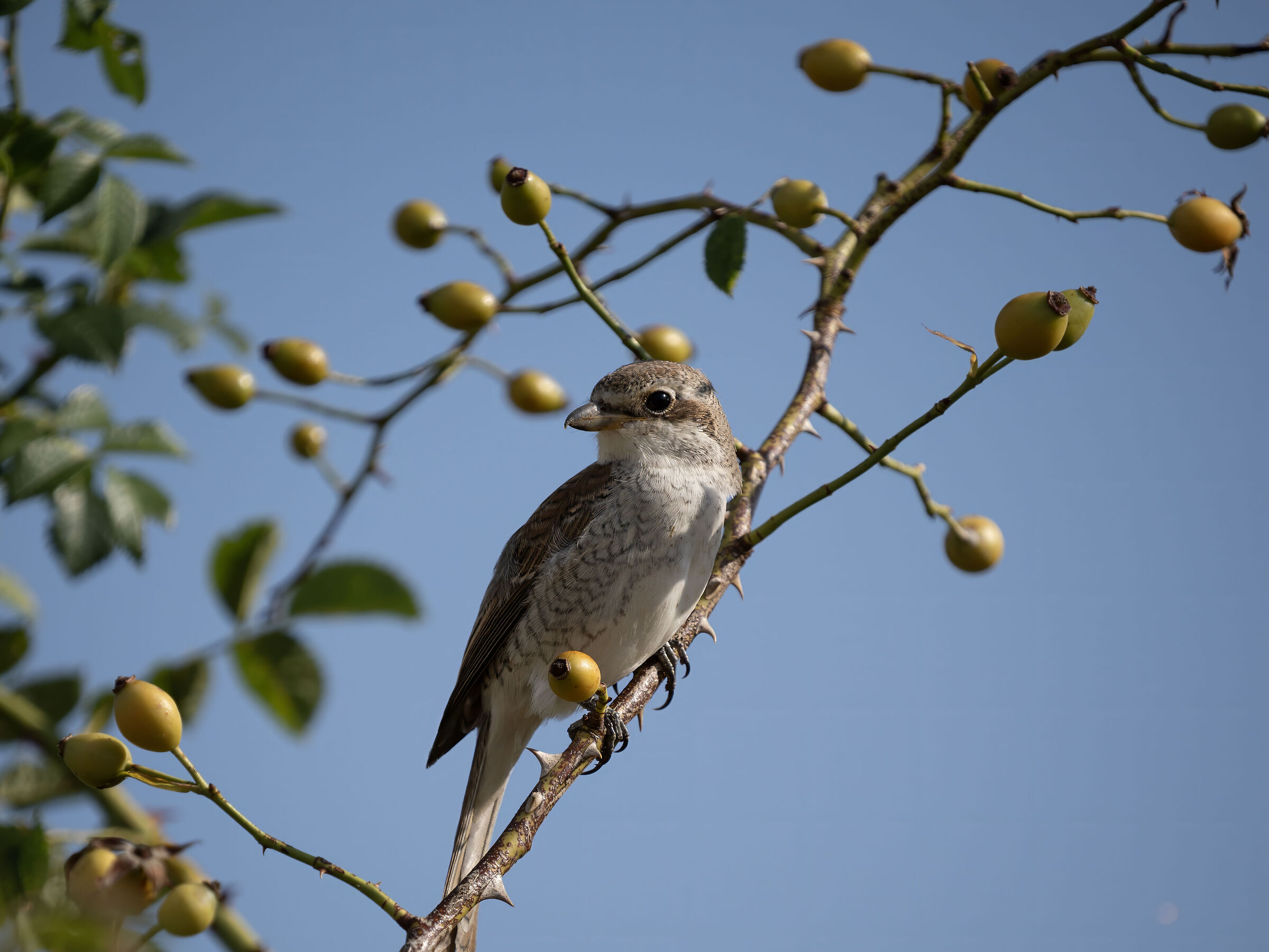 Red-backed shrike