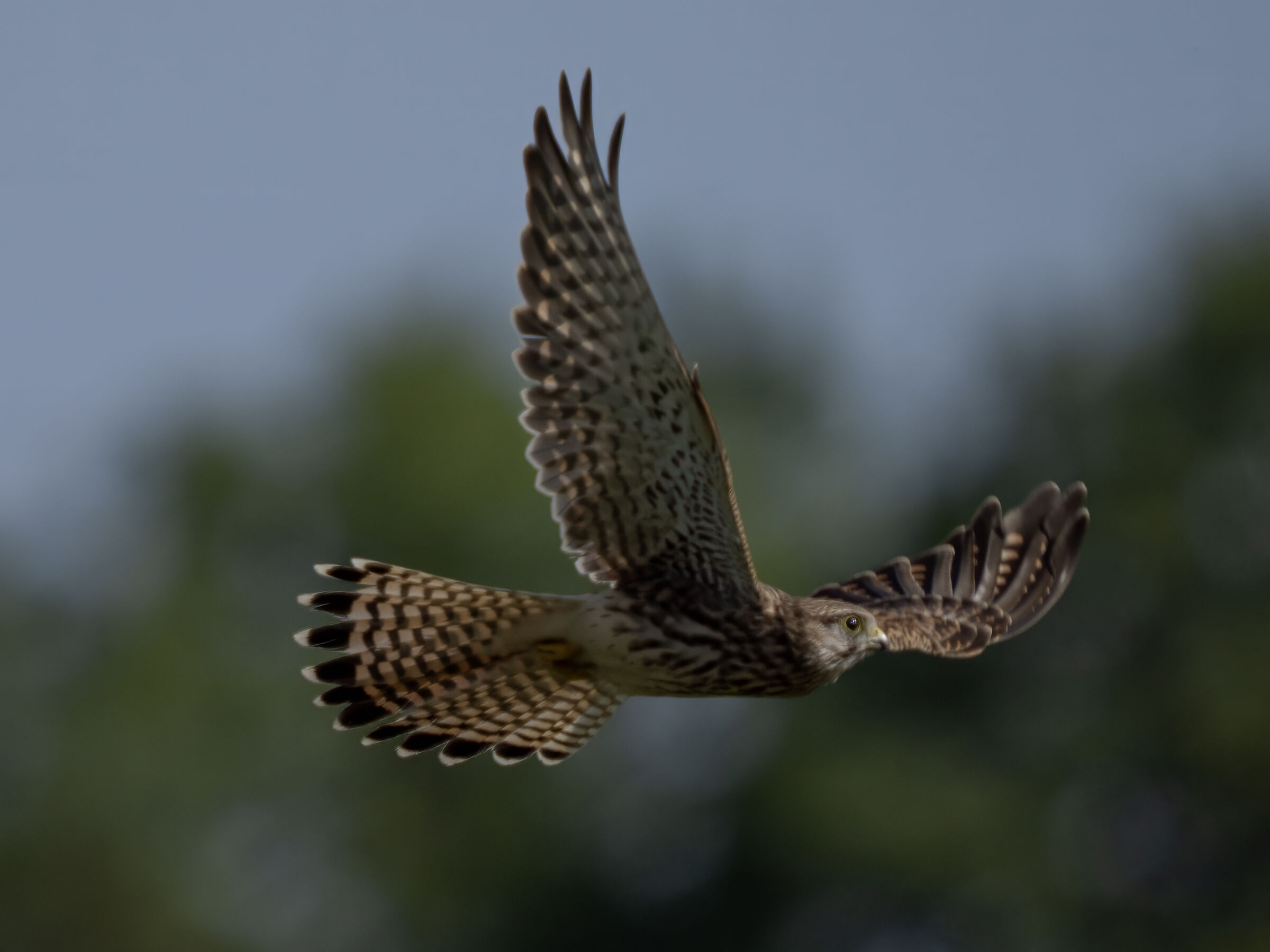 Kestrel