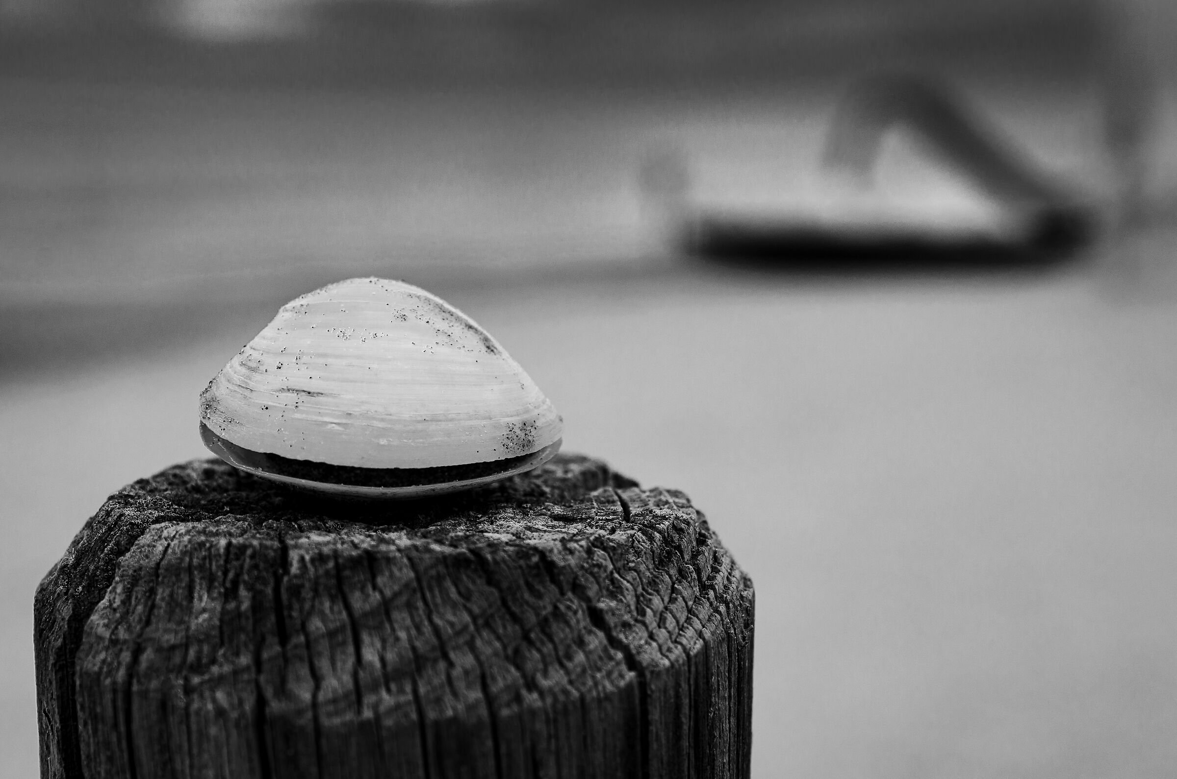 Senigallia fine estate