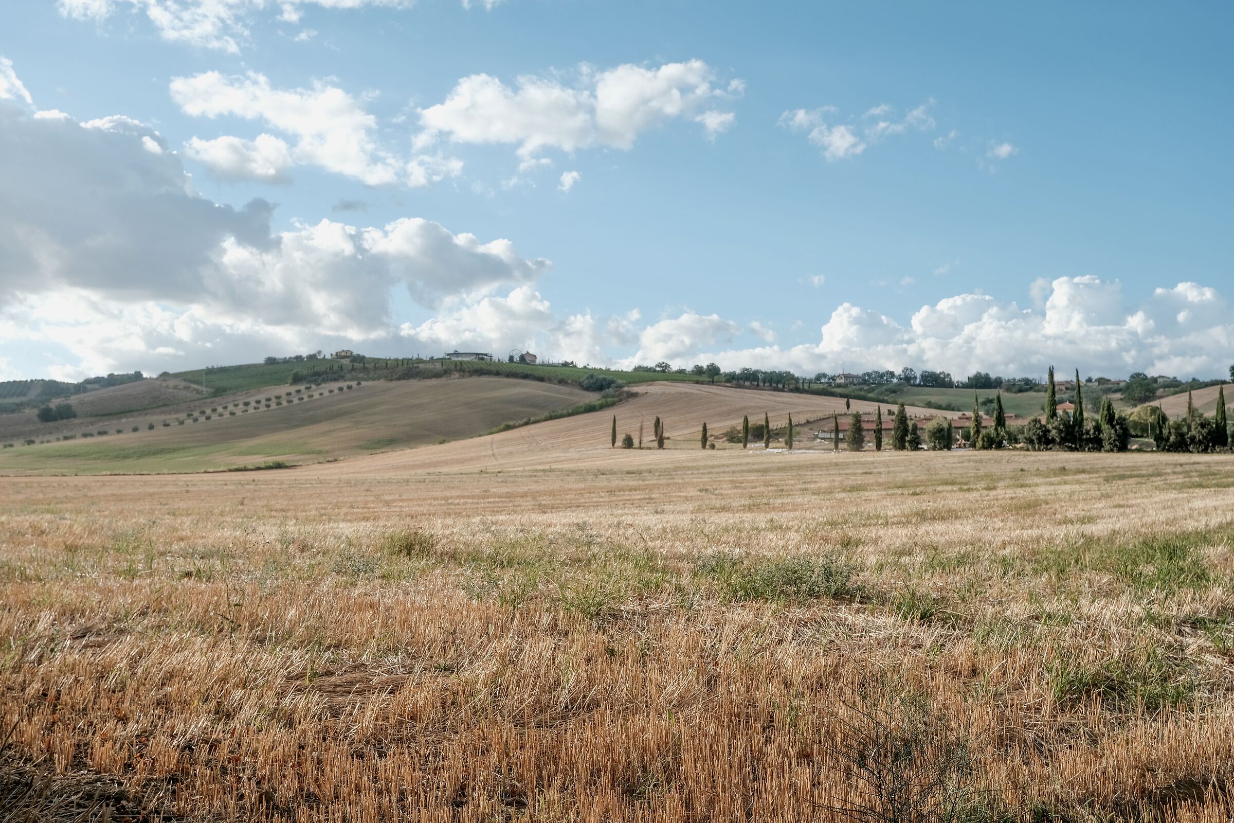 Fields of gold