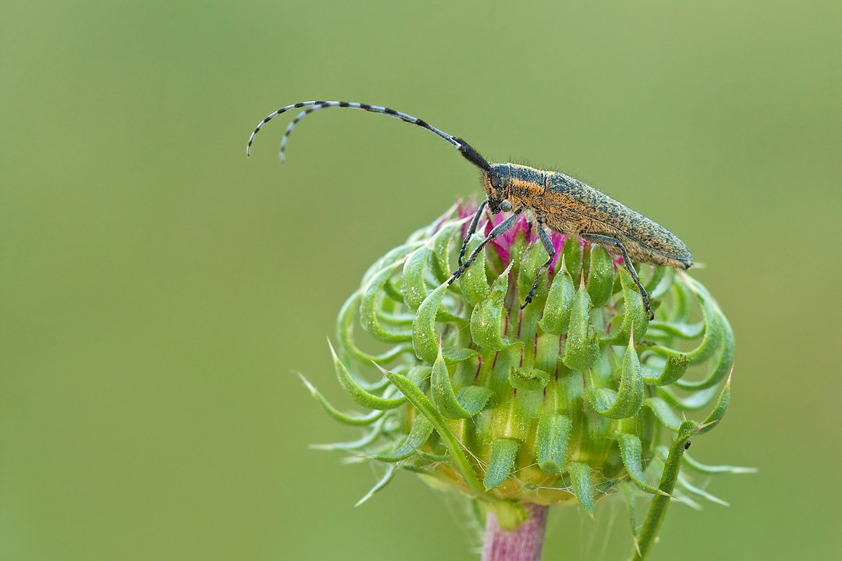 Cerambycidae, Agapanthia villosoviridescens