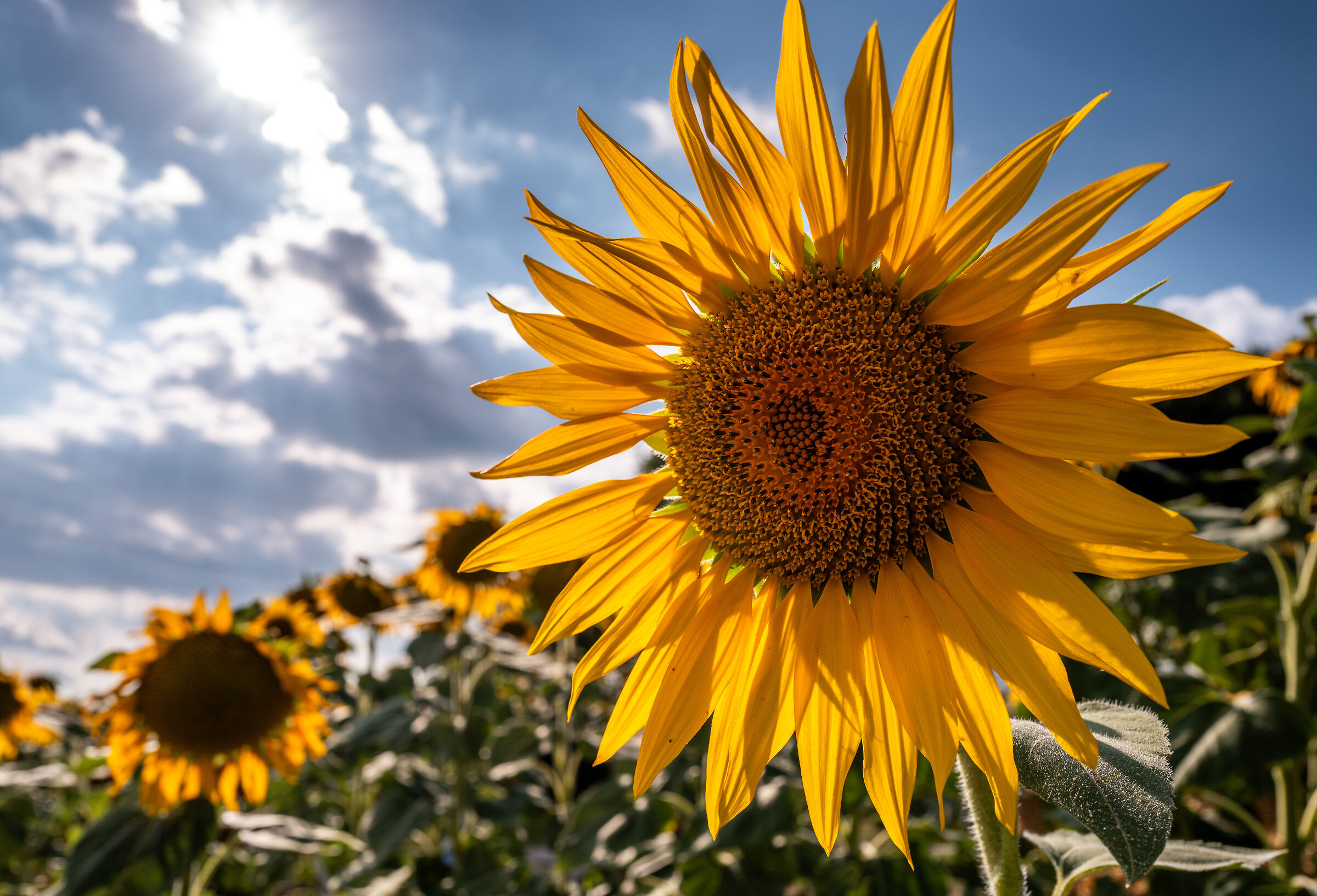 Sunflowers