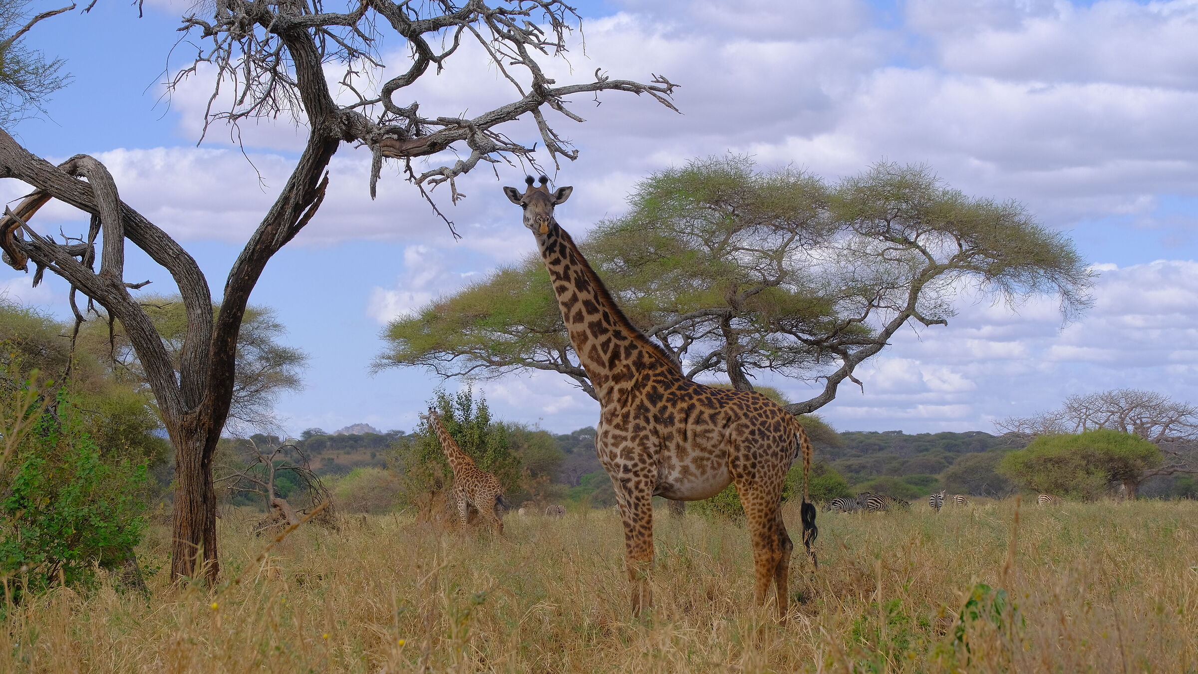 Tarengire National Park