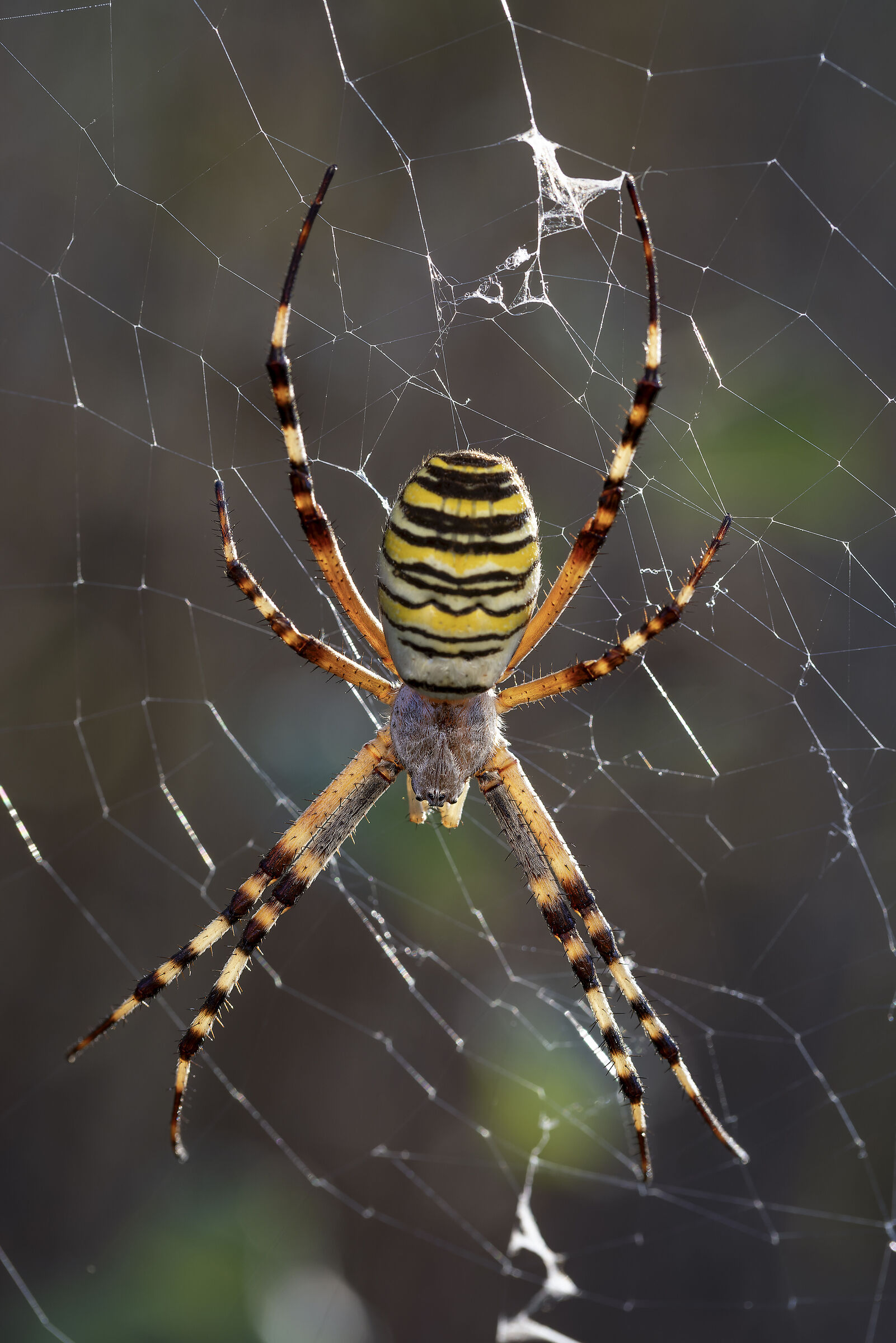 Wasp spider