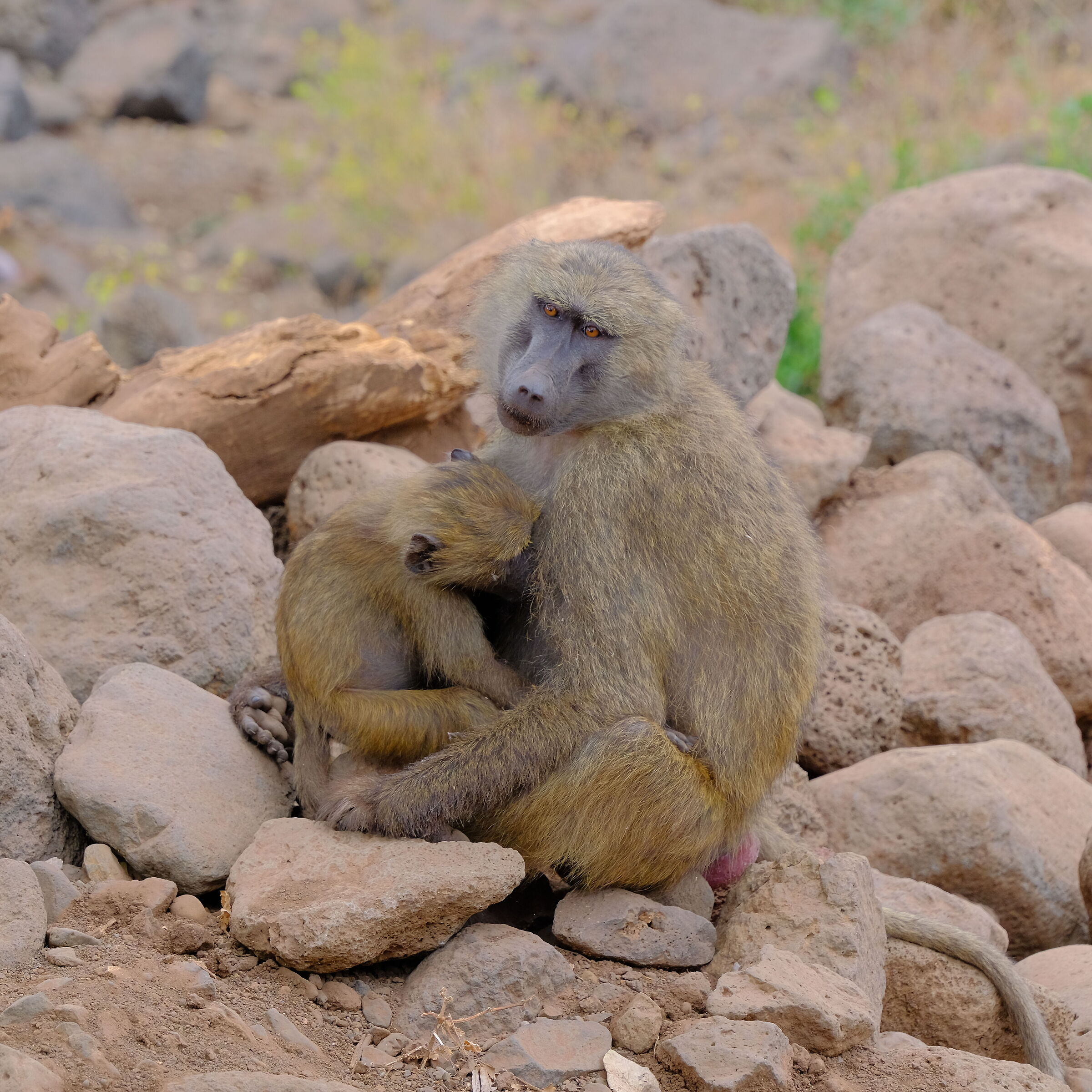 Mamma Babu Lake Manyara National Park
