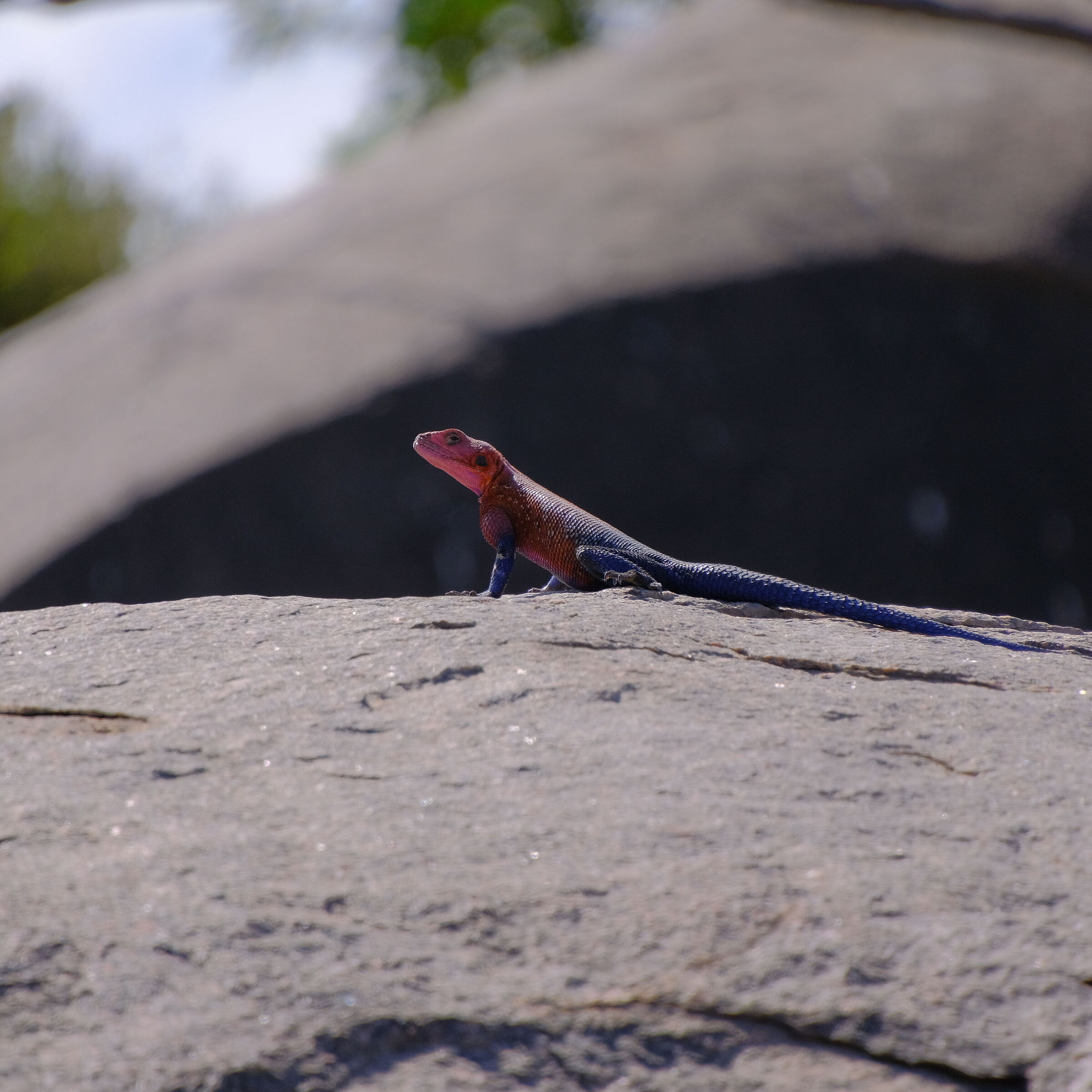 Red-headed lizard Serengeti National Park