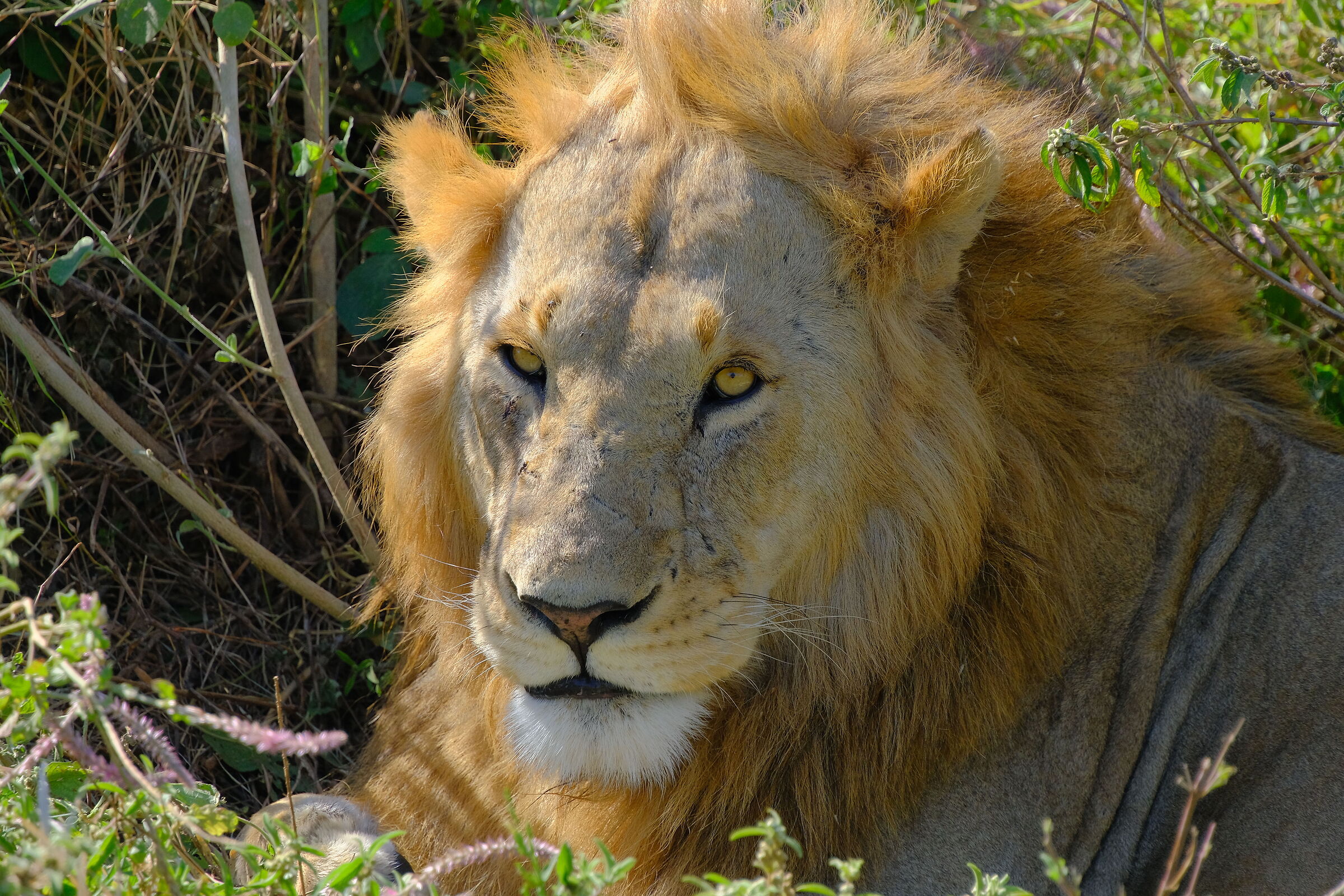 Serengeti N. P.