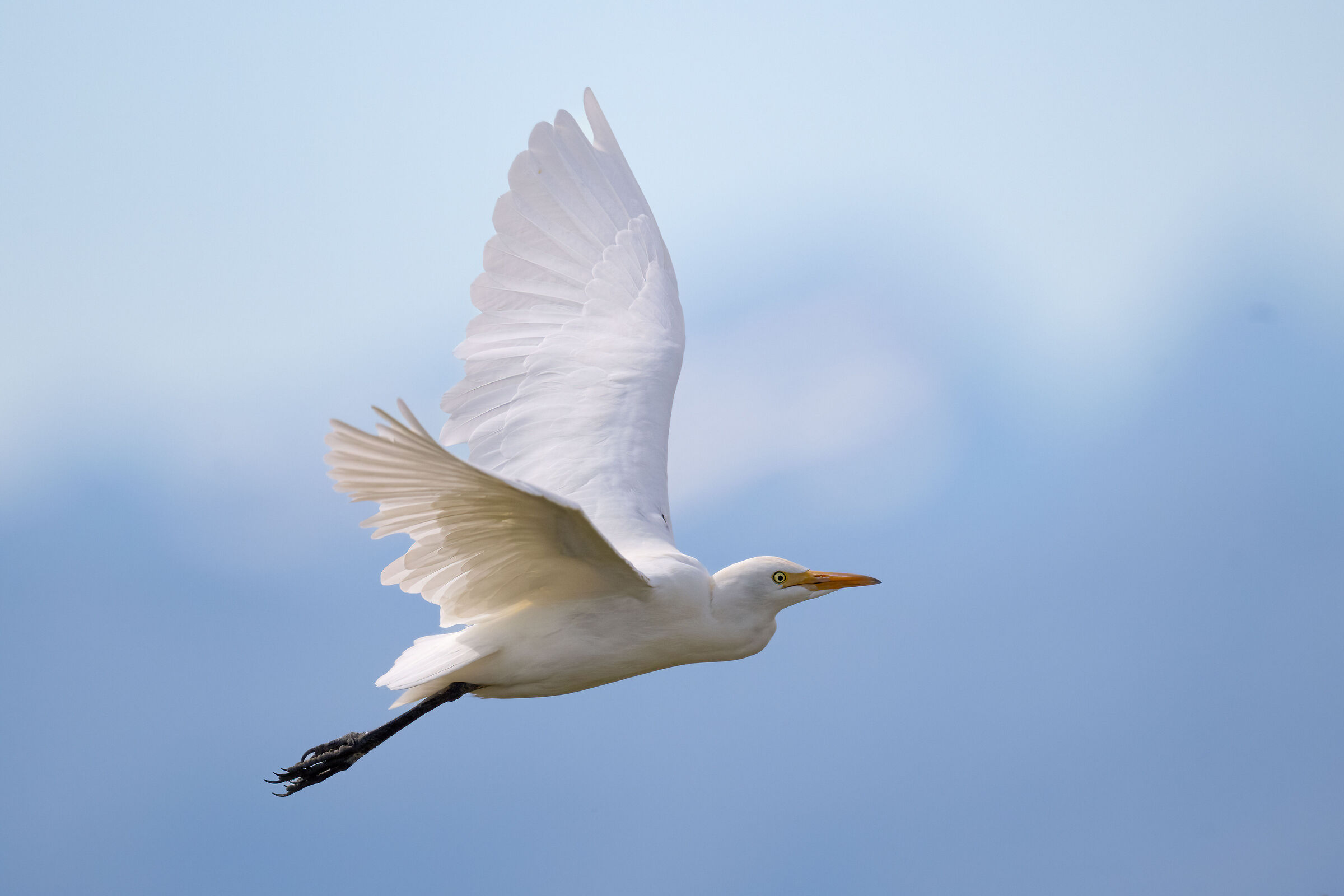 Cattle egret
